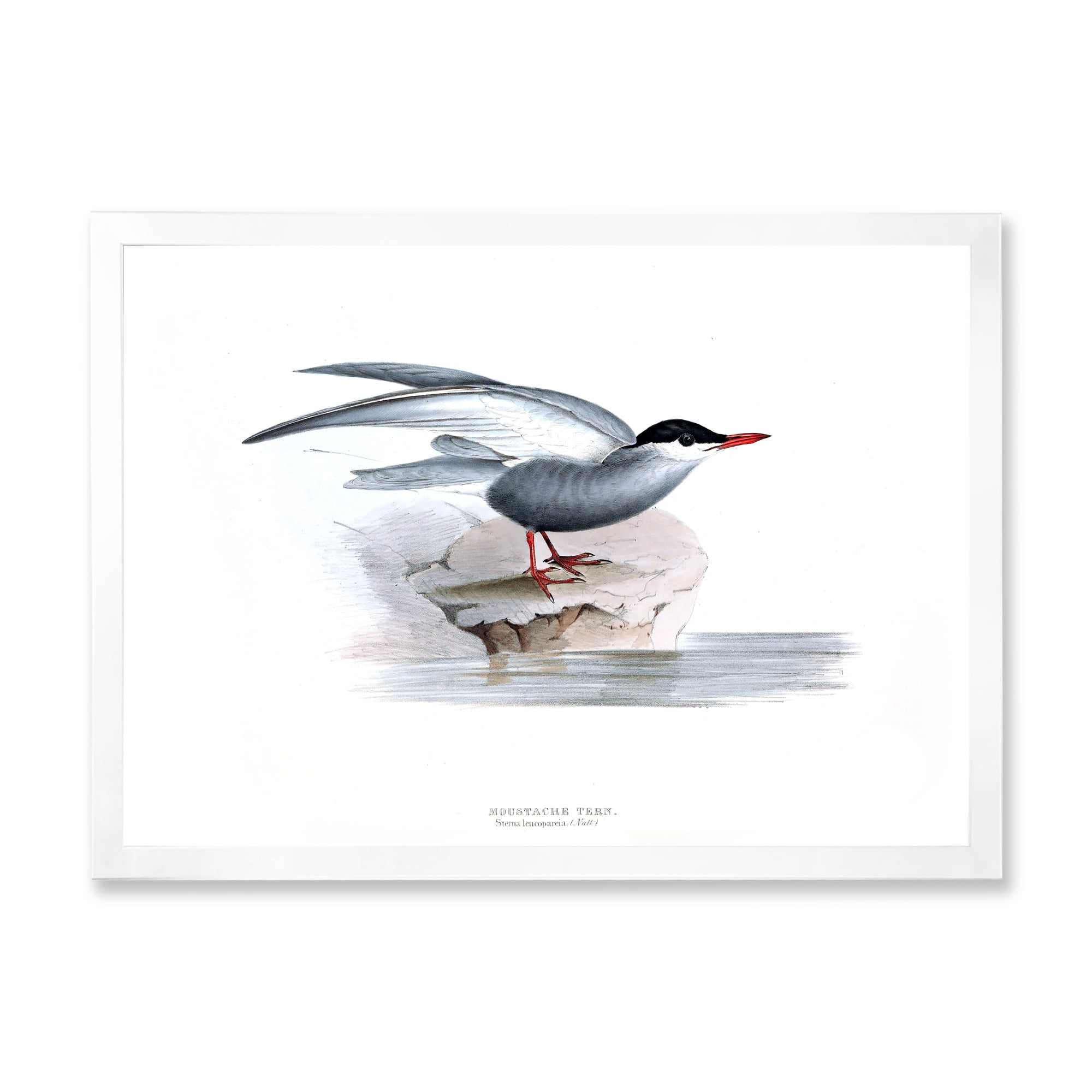 Designart 'Ancient Bird Of Europe I' Traditional Framed Art Print