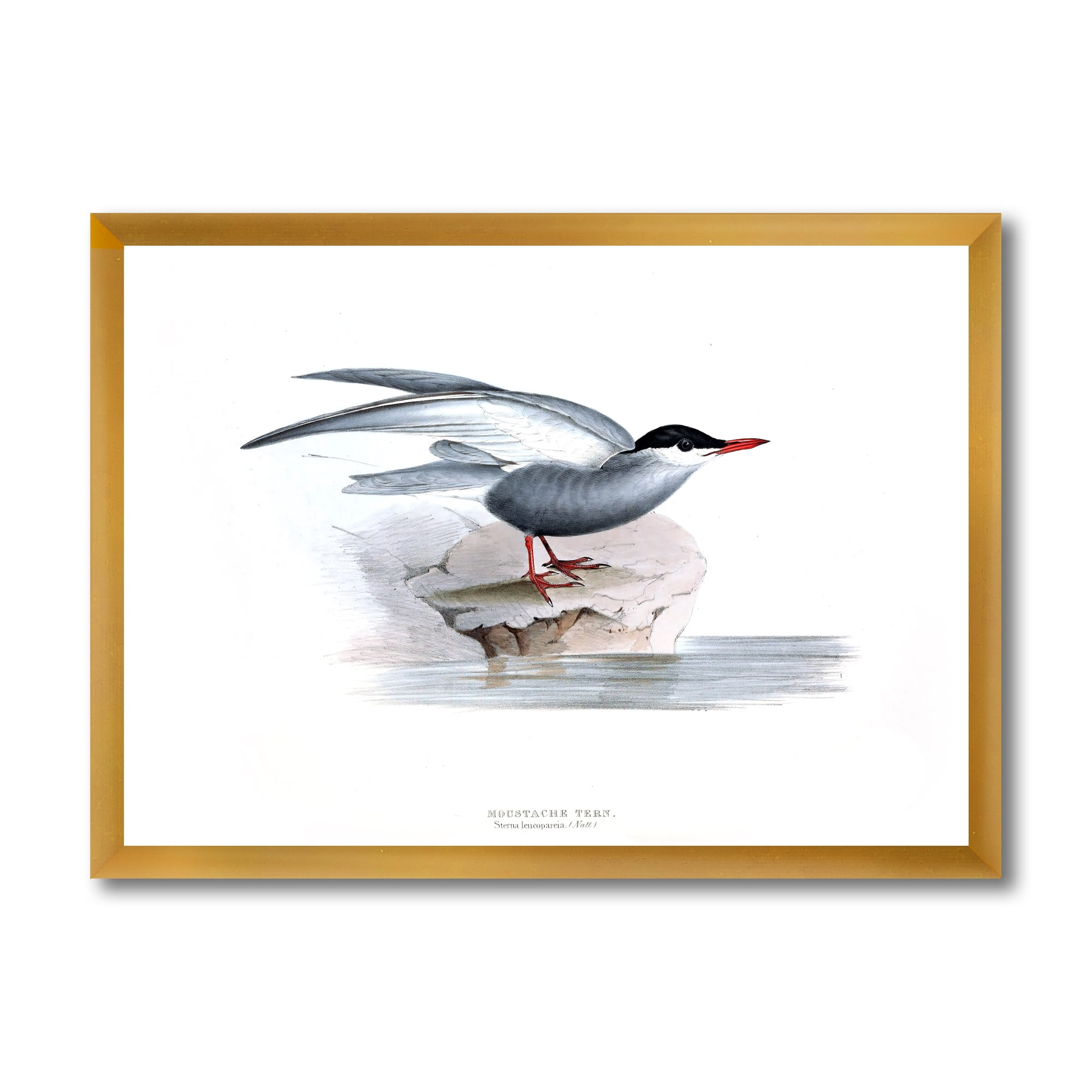 Designart 'Ancient Bird Of Europe I' Traditional Framed Art Print