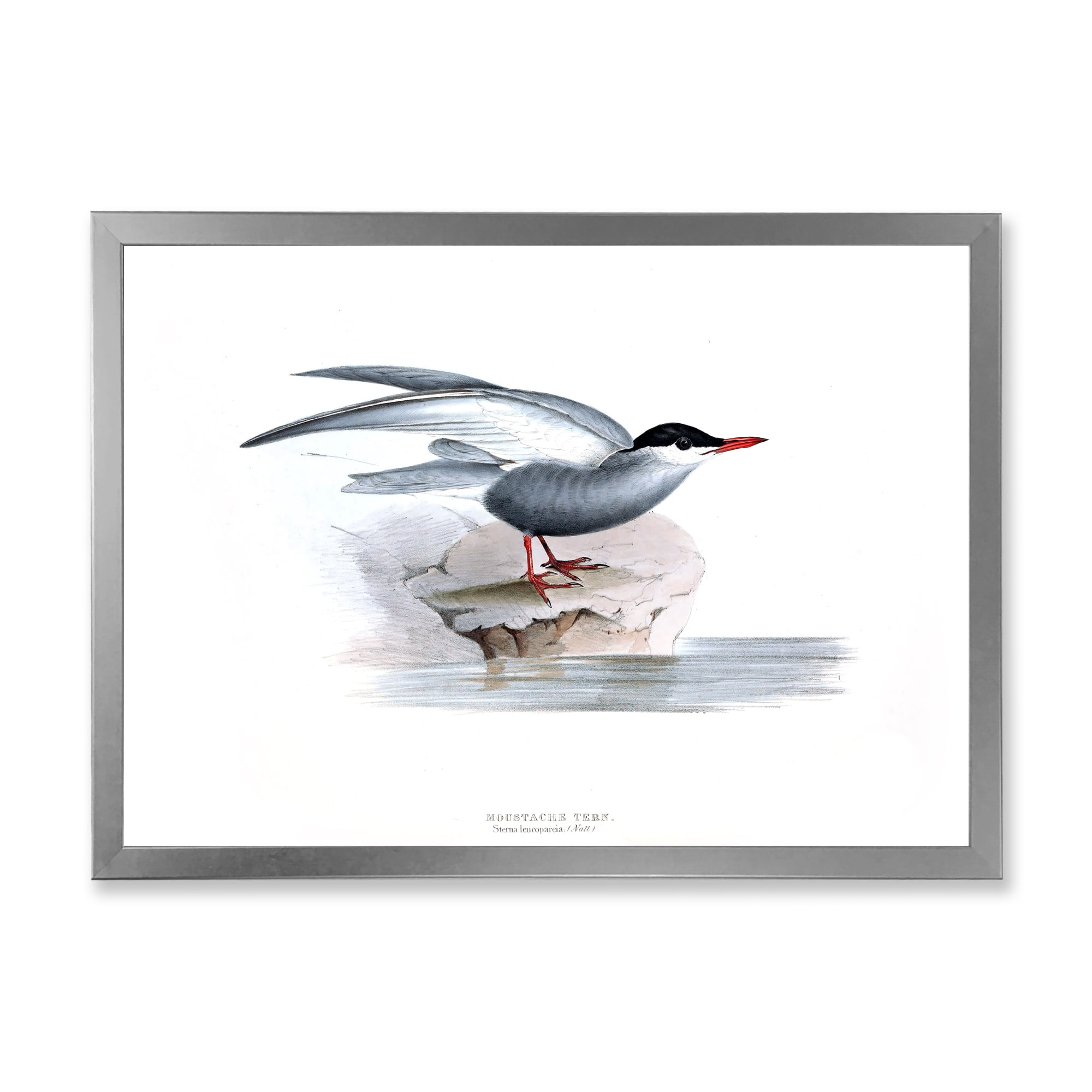 Designart 'Ancient Bird Of Europe I' Traditional Framed Art Print