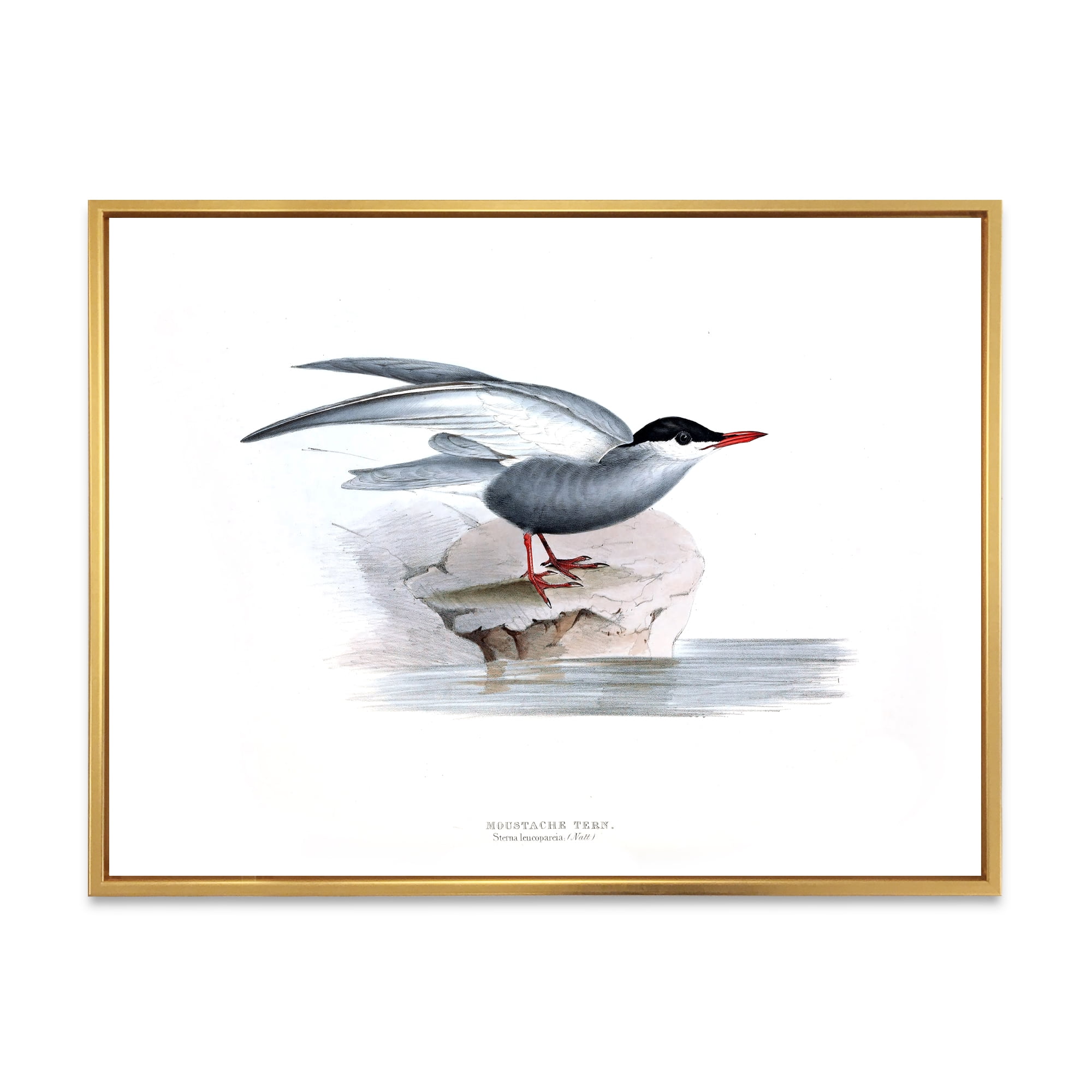 Designart 'Ancient Bird Of Europe I' Traditional Framed Canvas Wall Art Print