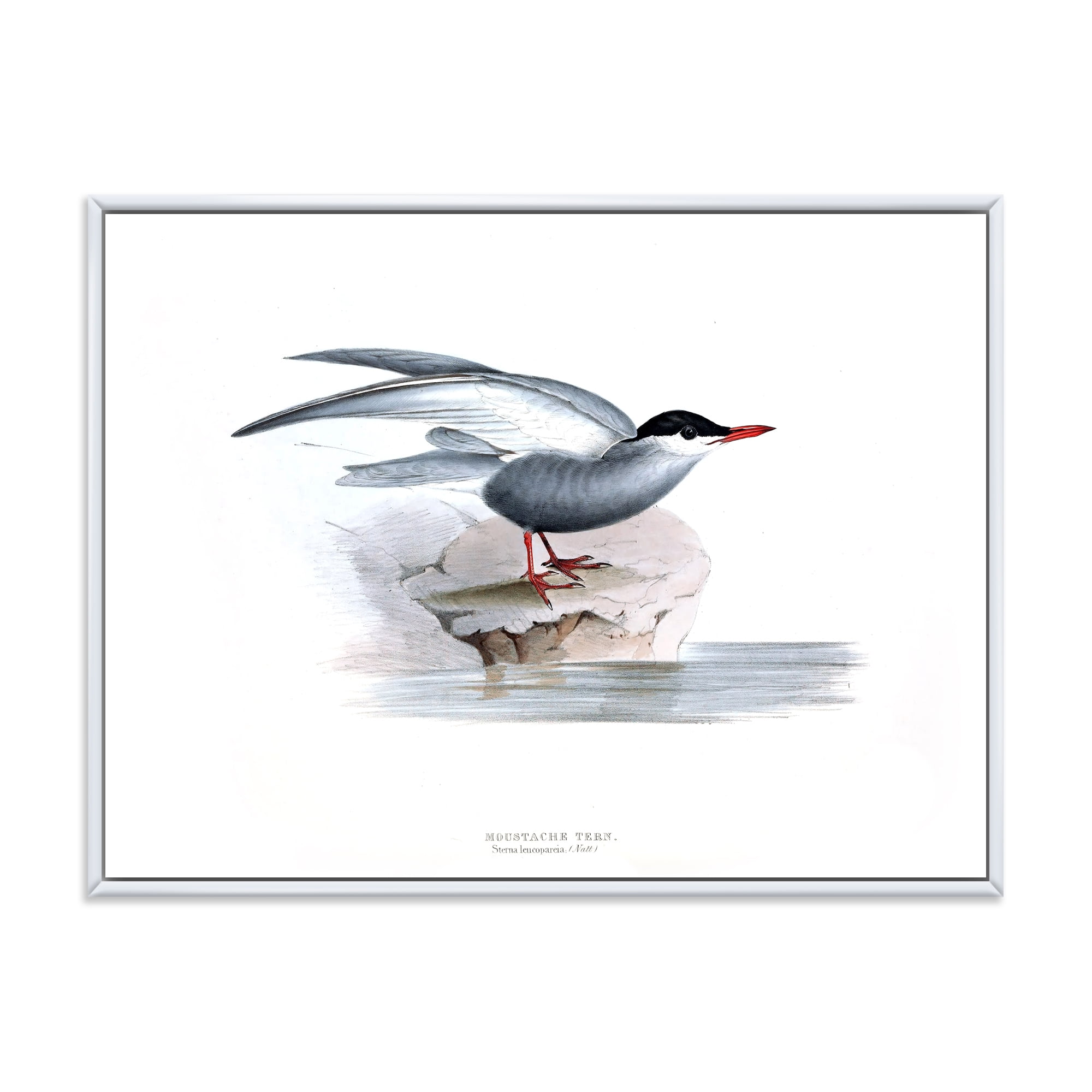 Designart 'Ancient Bird Of Europe I' Traditional Framed Canvas Wall Art Print