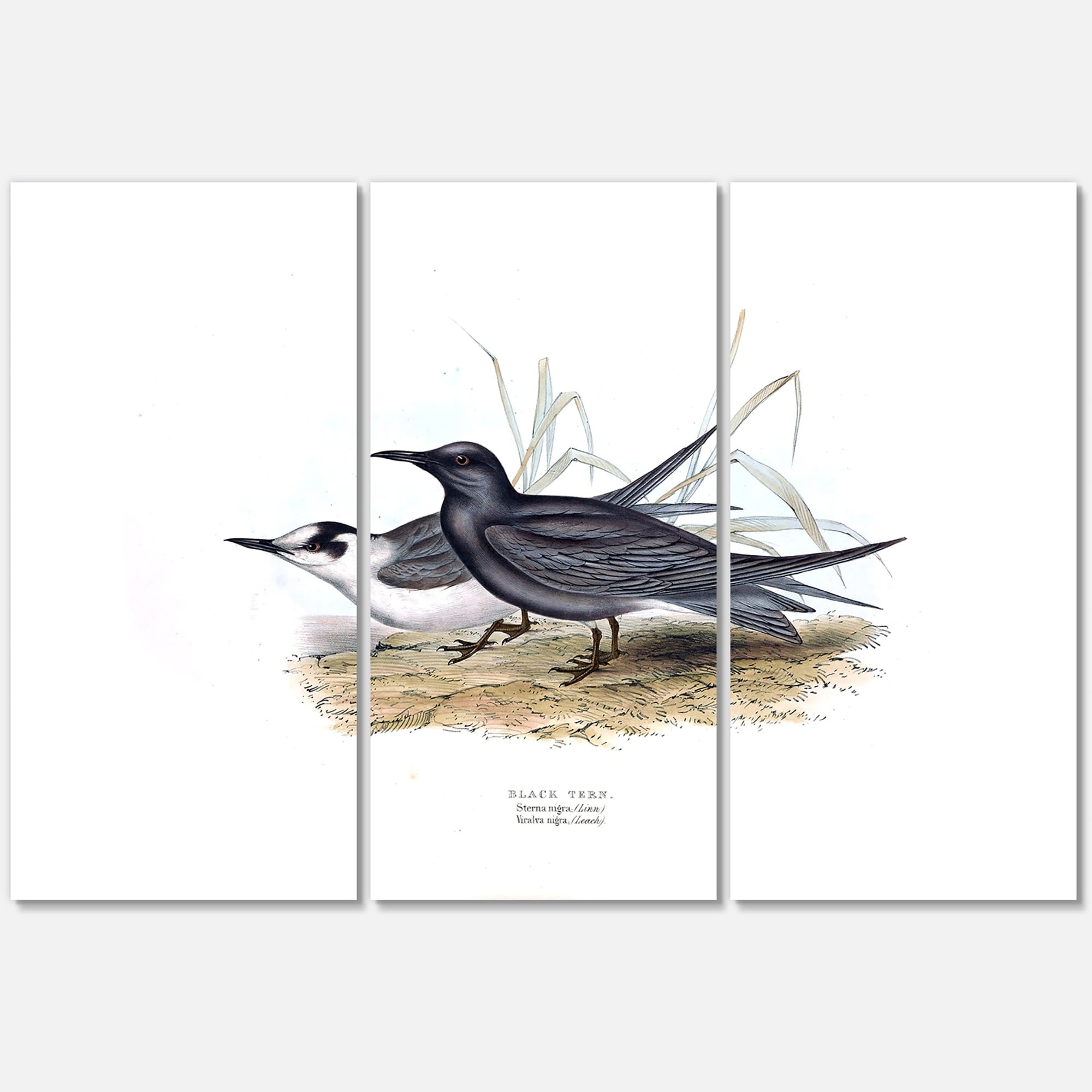 Designart ' Ancient Bird Of Europe II ' Traditional Canvas Wall Art Print
