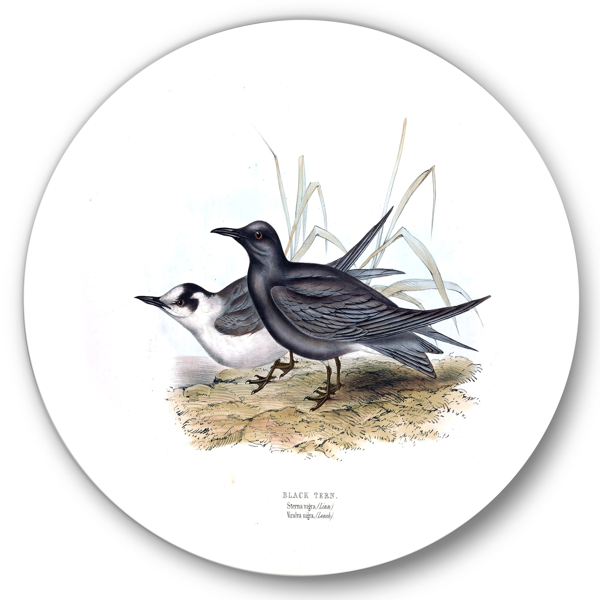 Designart 'Ancient Bird Of Europe II' Traditional Circle Metal Wall Art 23x23 - Disc of 23