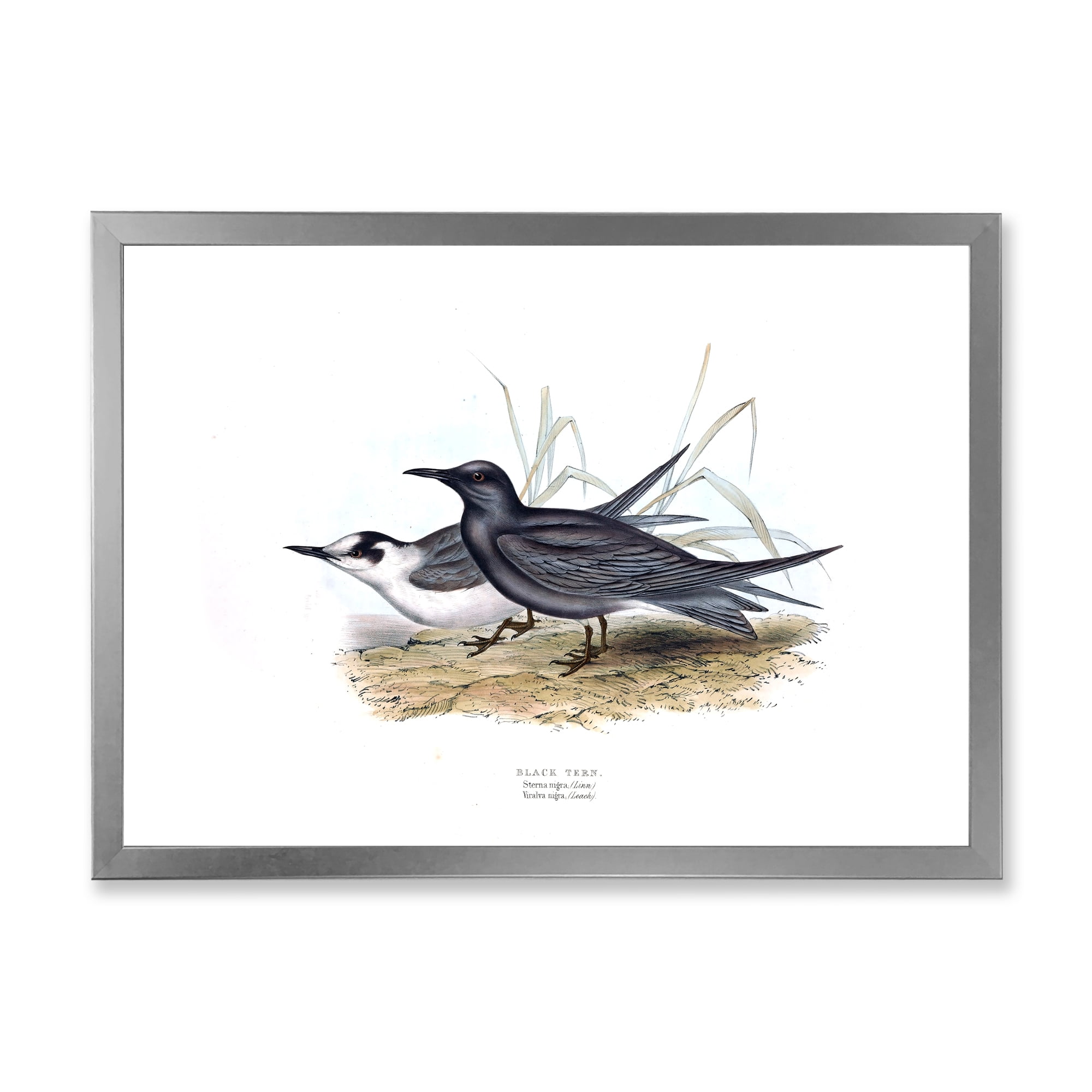 Designart 'Ancient Bird Of Europe II' Traditional Framed Art Print