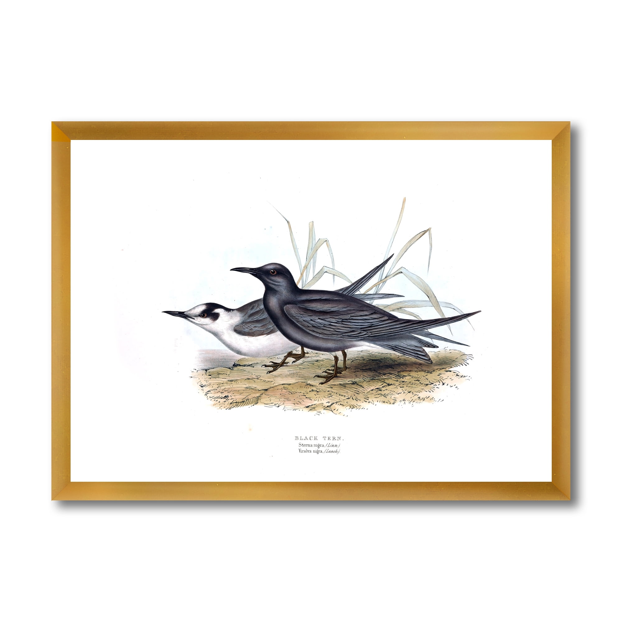 Designart 'Ancient Bird Of Europe II' Traditional Framed Art Print