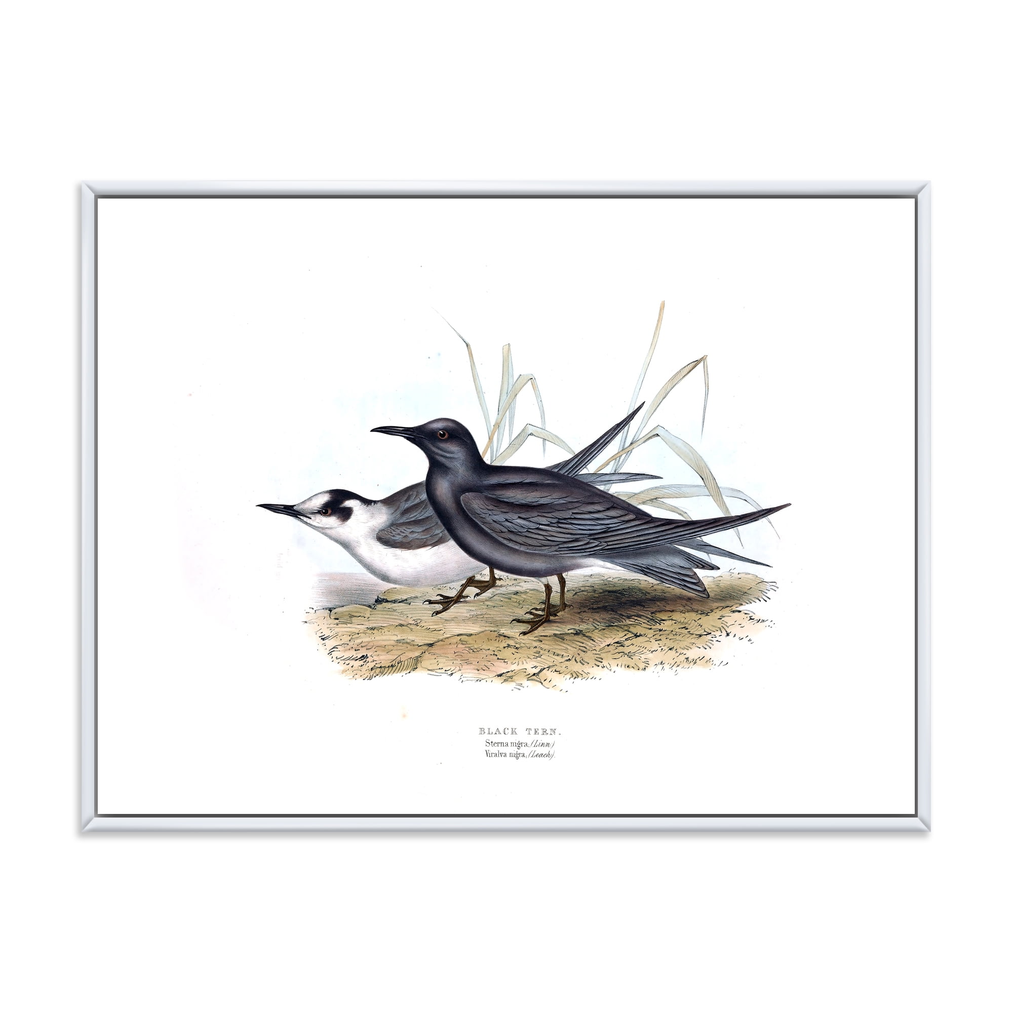 Designart 'Ancient Bird Of Europe II' Traditional Framed Canvas Wall Art Print