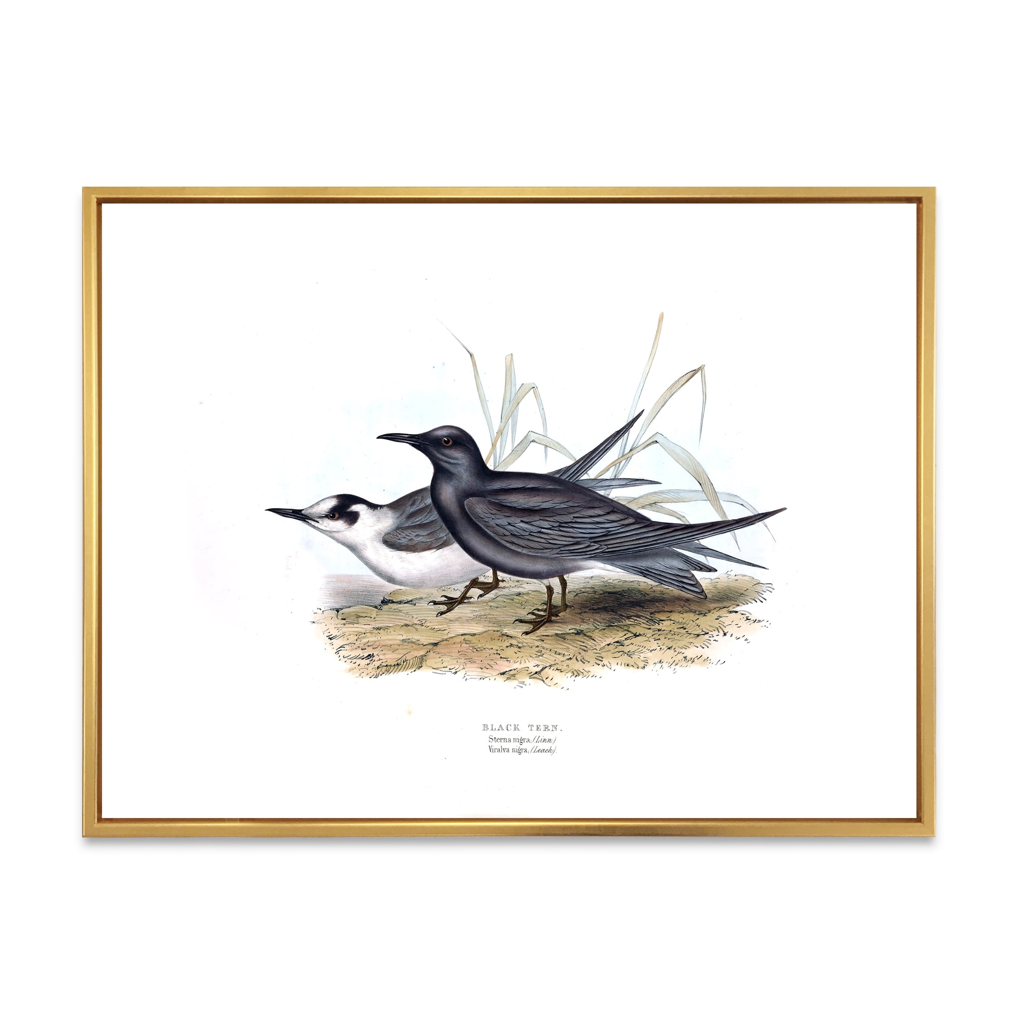 Designart 'Ancient Bird Of Europe II' Traditional Framed Canvas Wall Art Print