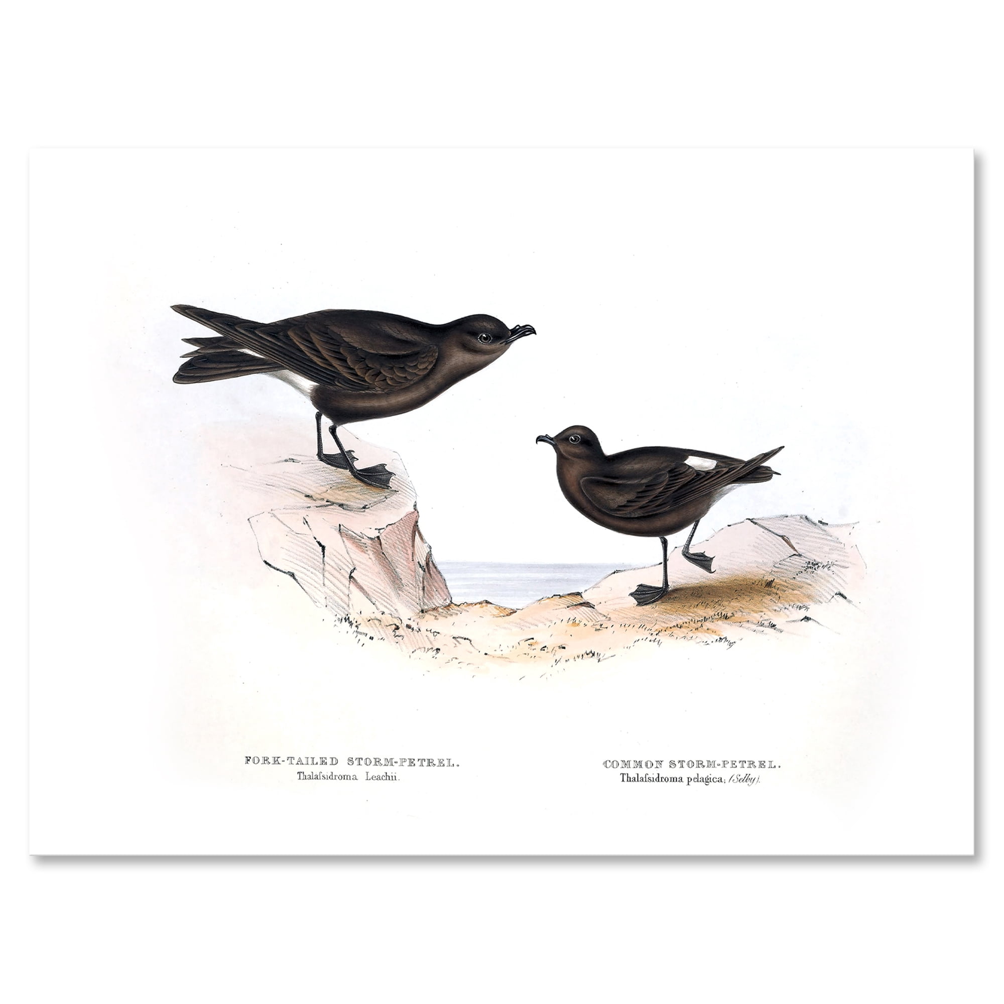 Designart ' Ancient Bird Of Europe III ' Traditional Canvas Wall Art Print