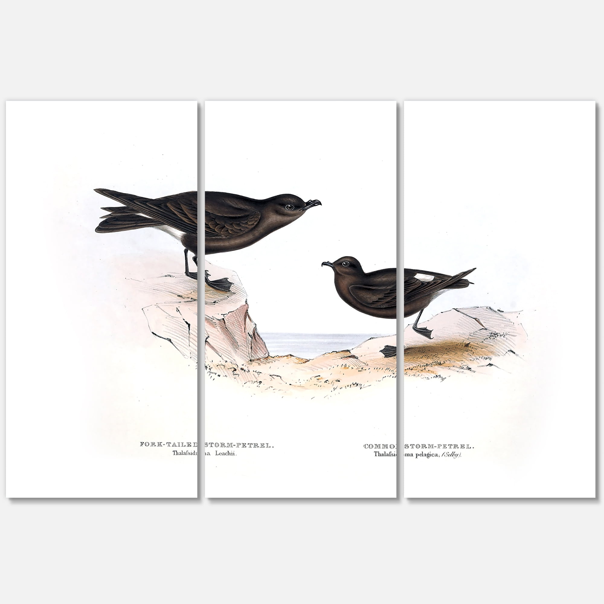 Designart ' Ancient Bird Of Europe III ' Traditional Canvas Wall Art Print