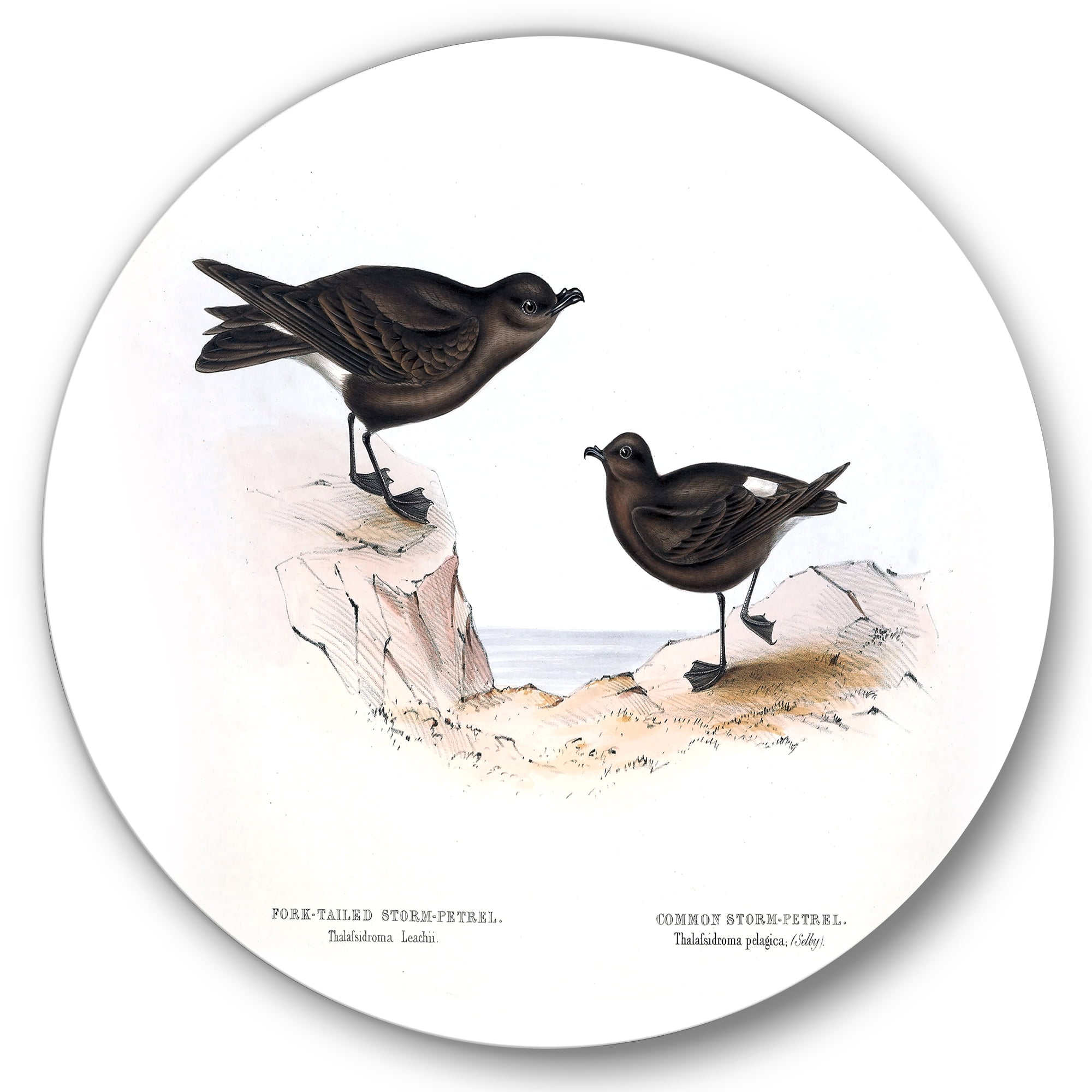 Designart 'Ancient Bird Of Europe III' Traditional Circle Metal Wall Art 11x11 - Disc of 11