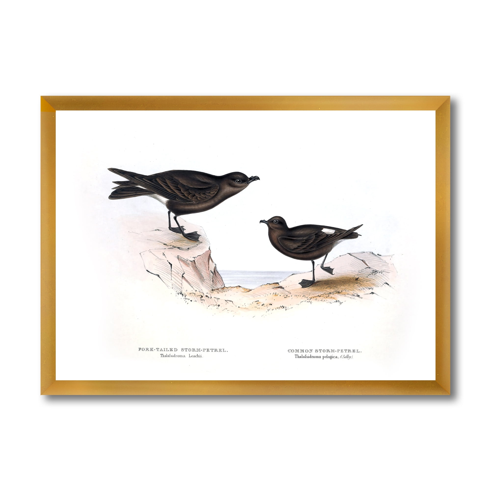 Designart 'Ancient Bird Of Europe III' Traditional Framed Art Print