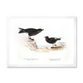thumbnail image 1 of Designart 'Ancient Bird Of Europe III' Traditional Framed Art Print, 1 of 1