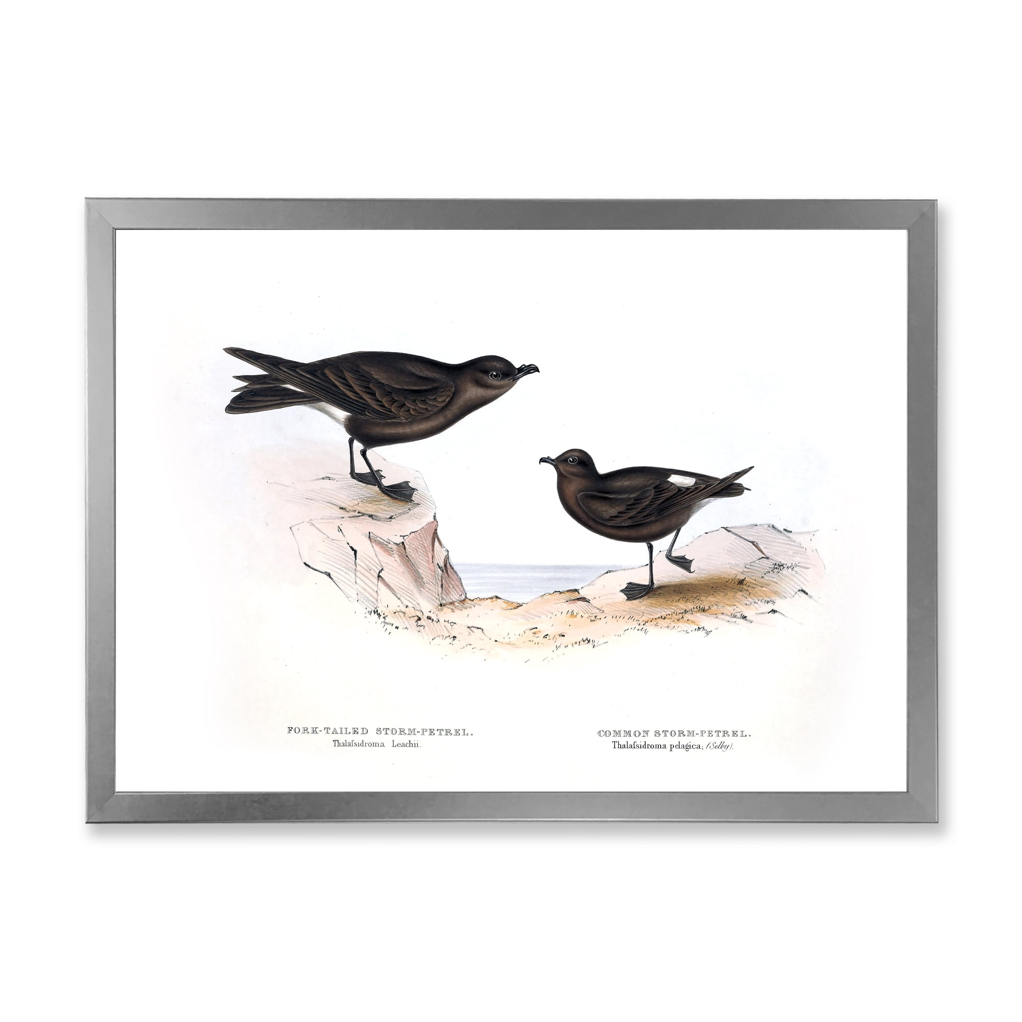 Designart 'Ancient Bird Of Europe III' Traditional Framed Art Print