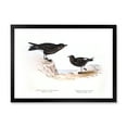 thumbnail image 1 of Designart 'Ancient Bird Of Europe III' Traditional Framed Art Print, 1 of 1
