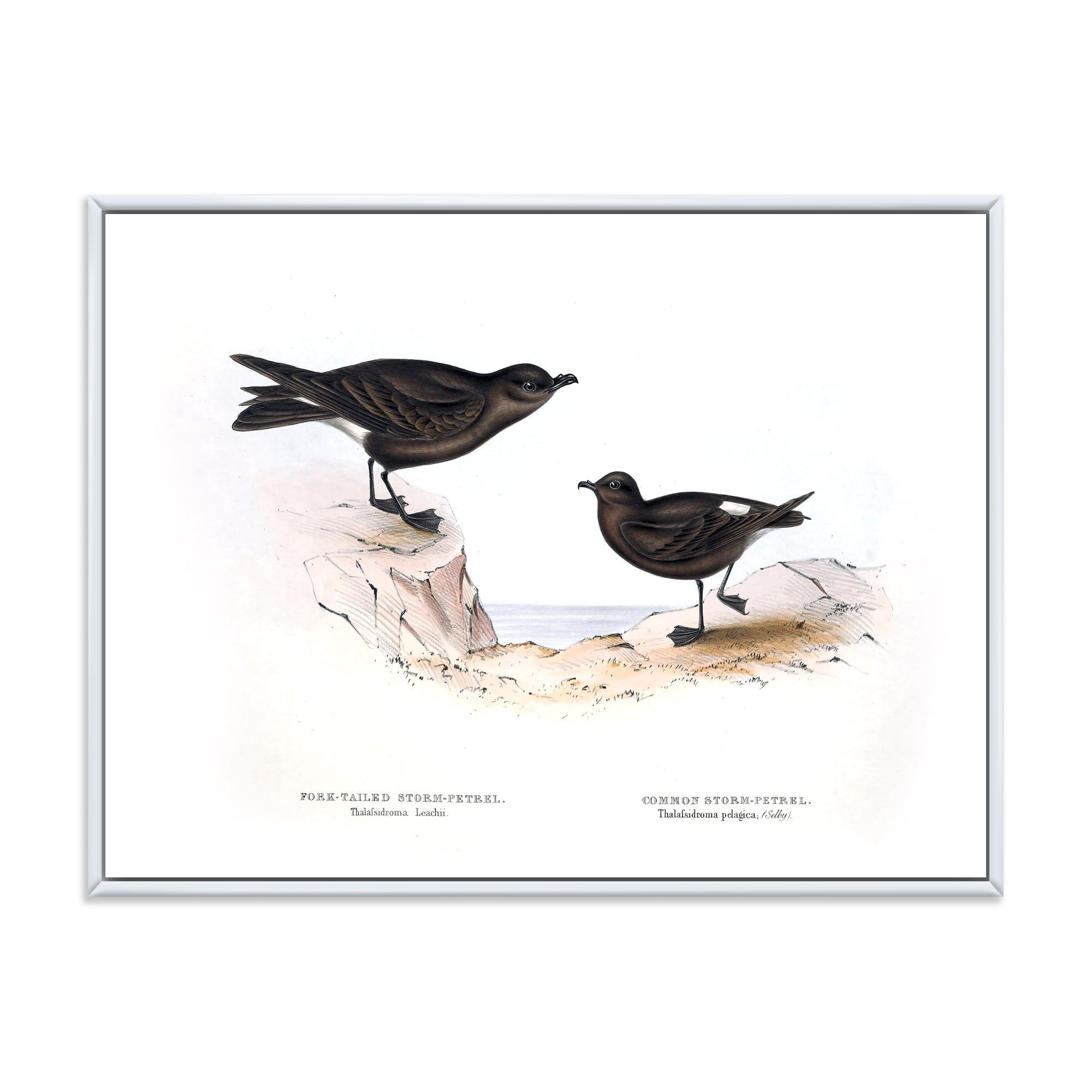 Designart 'Ancient Bird Of Europe III' Traditional Framed Canvas Wall Art Print