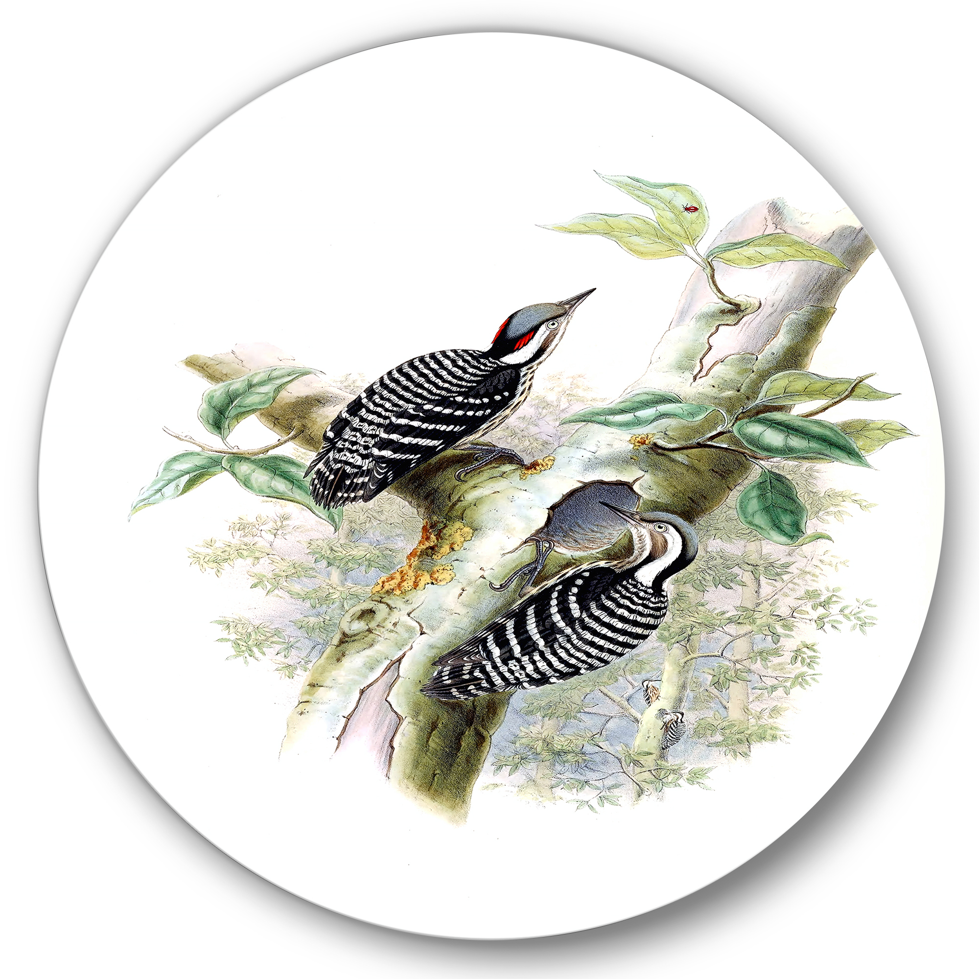Designart 'Ancient Birds In The Wild V' Traditional Circle Metal Wall Art 23x23 - Disc of 23