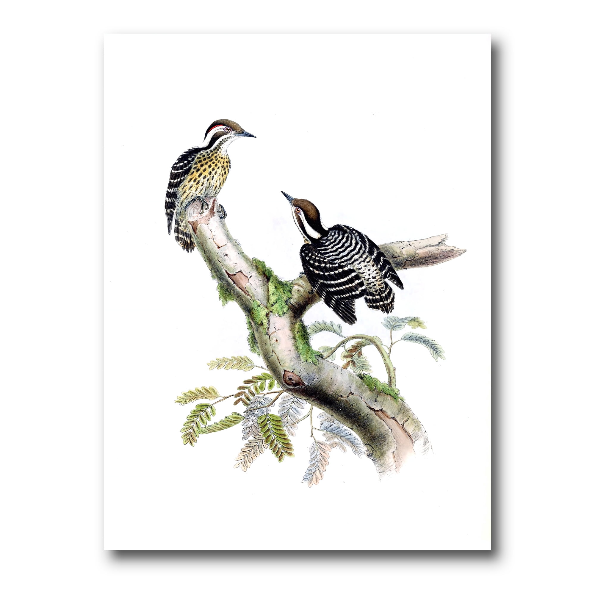Designart ' Ancient Birds In The Wild VIII ' Traditional Canvas Wall Art Print