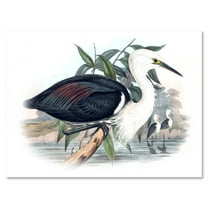 Designart ' Ancient Birds Of Australia ' Traditional Canvas Wall Art Print