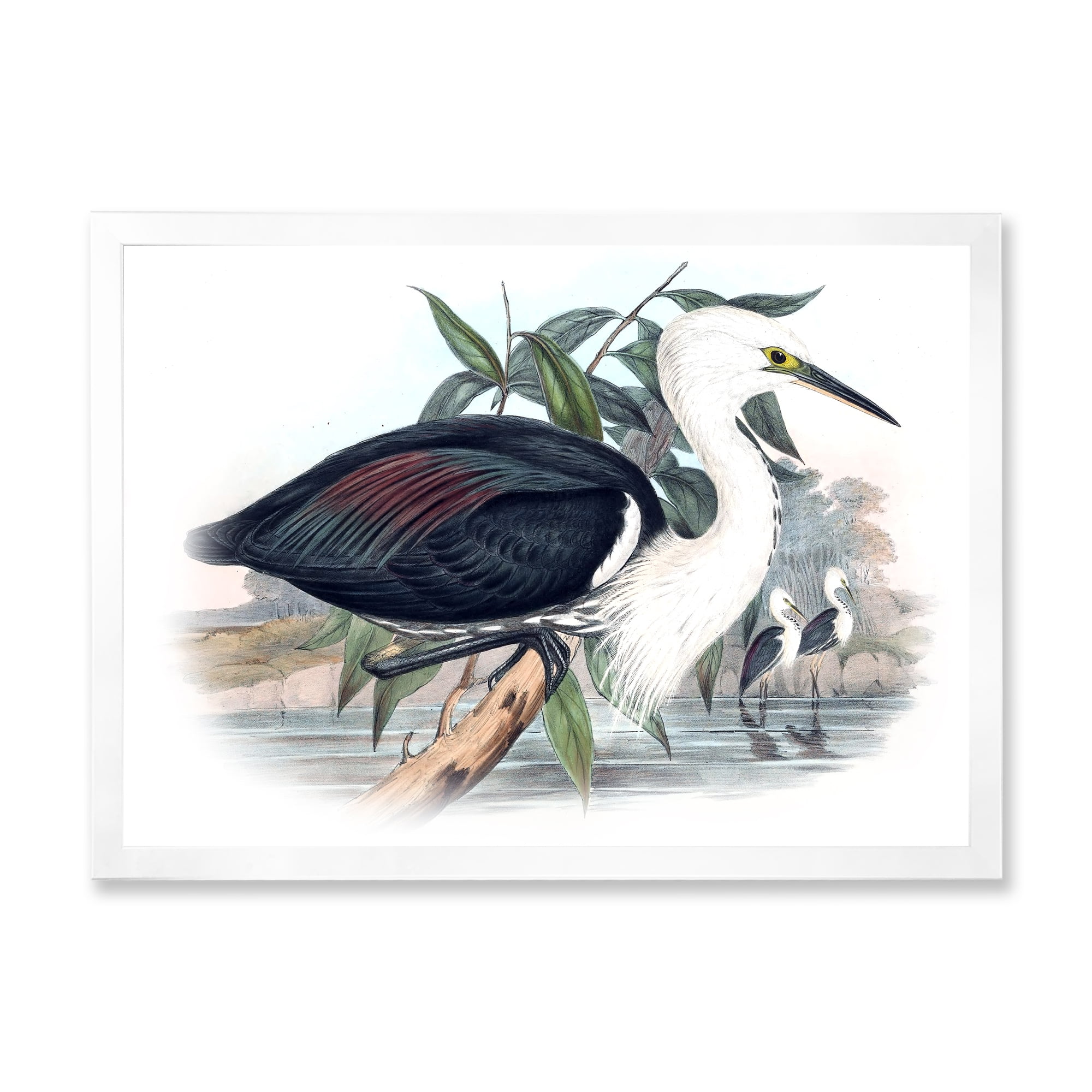 Designart 'Ancient Birds Of Australia' Traditional Framed Art Print