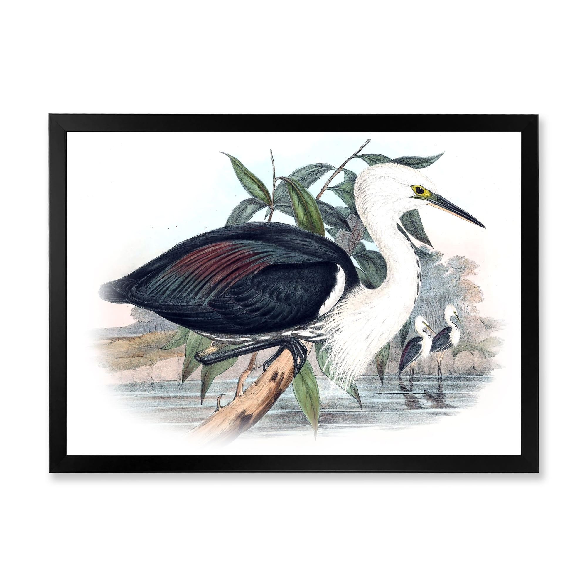 Designart 'Ancient Birds Of Australia' Traditional Framed Art Print