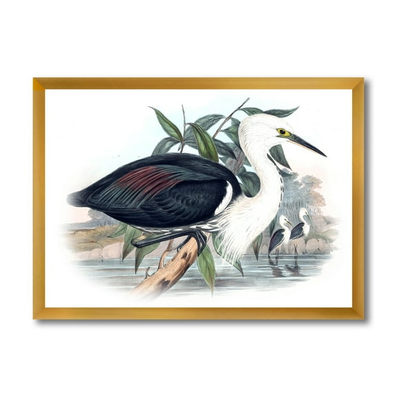 Designart 'Ancient Birds Of Australia' Traditional Framed Art Print