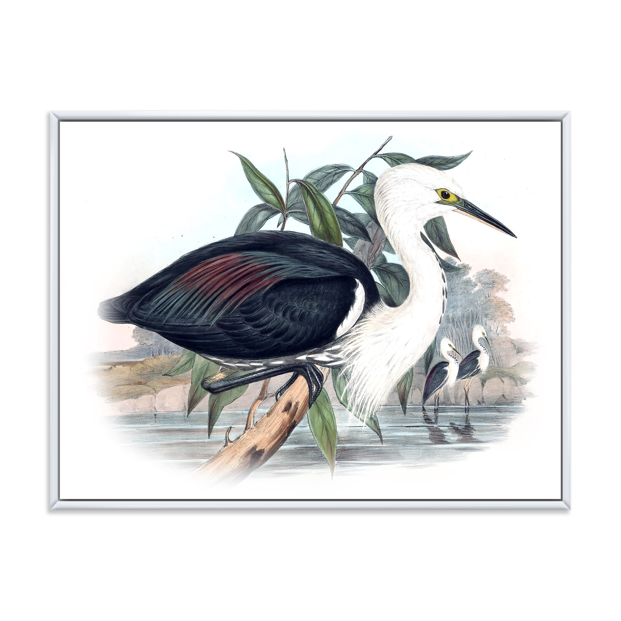 Designart 'Ancient Birds Of Australia' Traditional Framed Canvas Wall Art Print