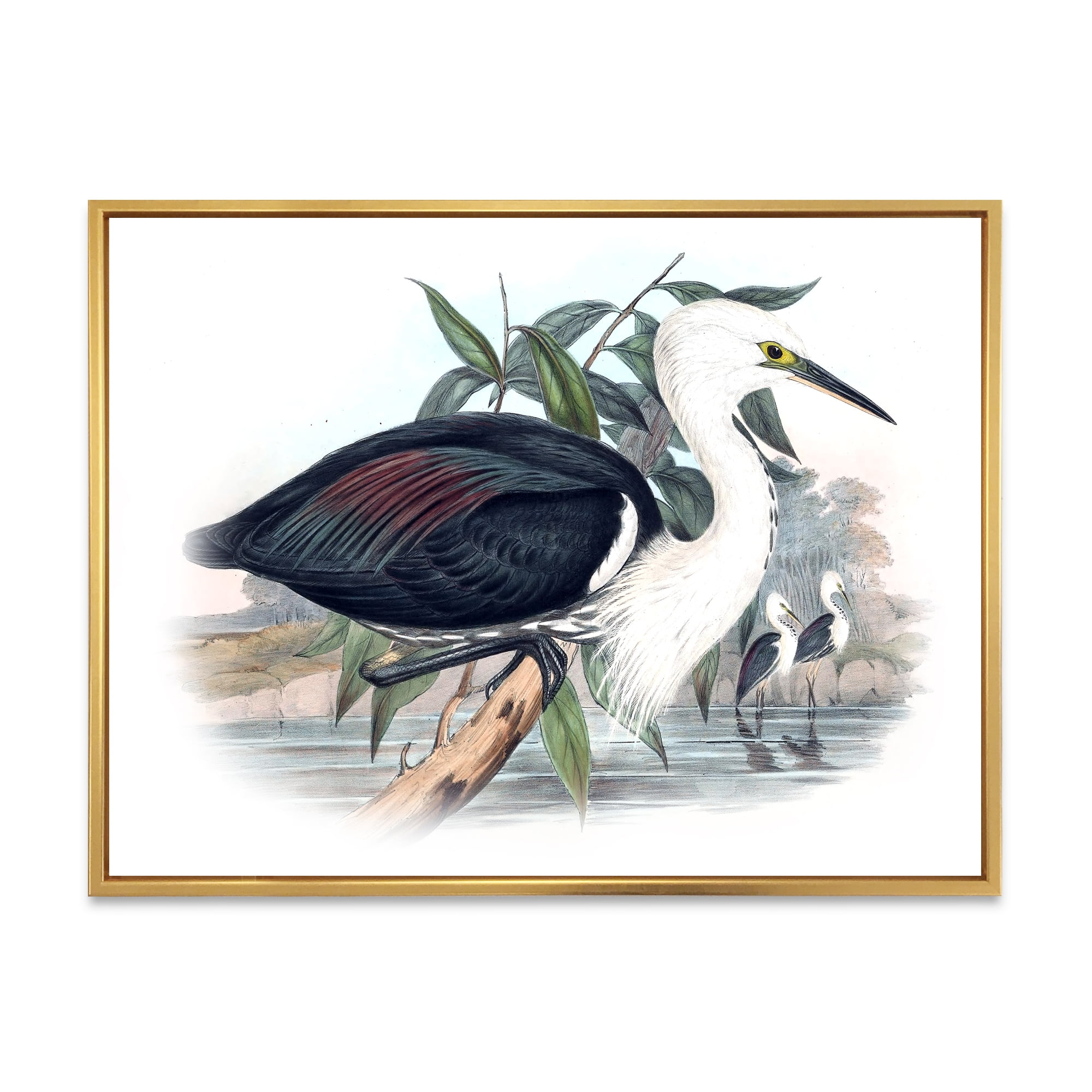 Designart 'Ancient Birds Of Australia' Traditional Framed Canvas Wall Art Print
