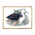 thumbnail image 1 of Designart 'Ancient Birds Of Australia' Traditional Framed Canvas Wall Art Print, 1 of 5