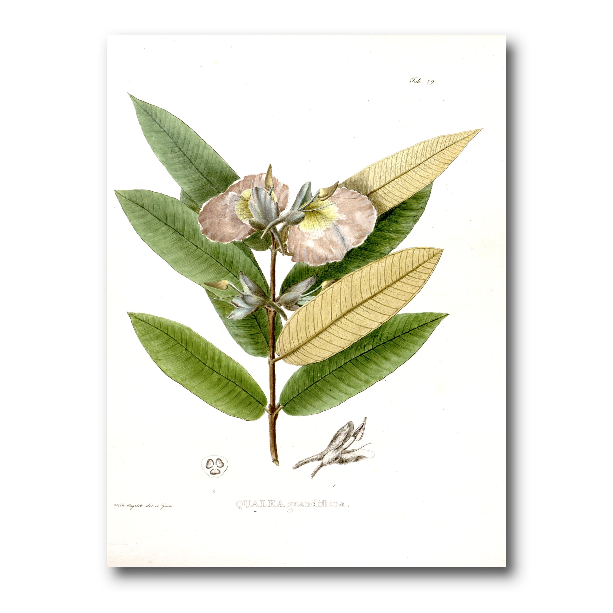 Designart ' Ancient Blossoming Flower II ' Traditional Canvas Wall Art Print