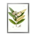 thumbnail image 1 of Designart 'Ancient Blossoming Flower II' Traditional Framed Art Print, 1 of 4