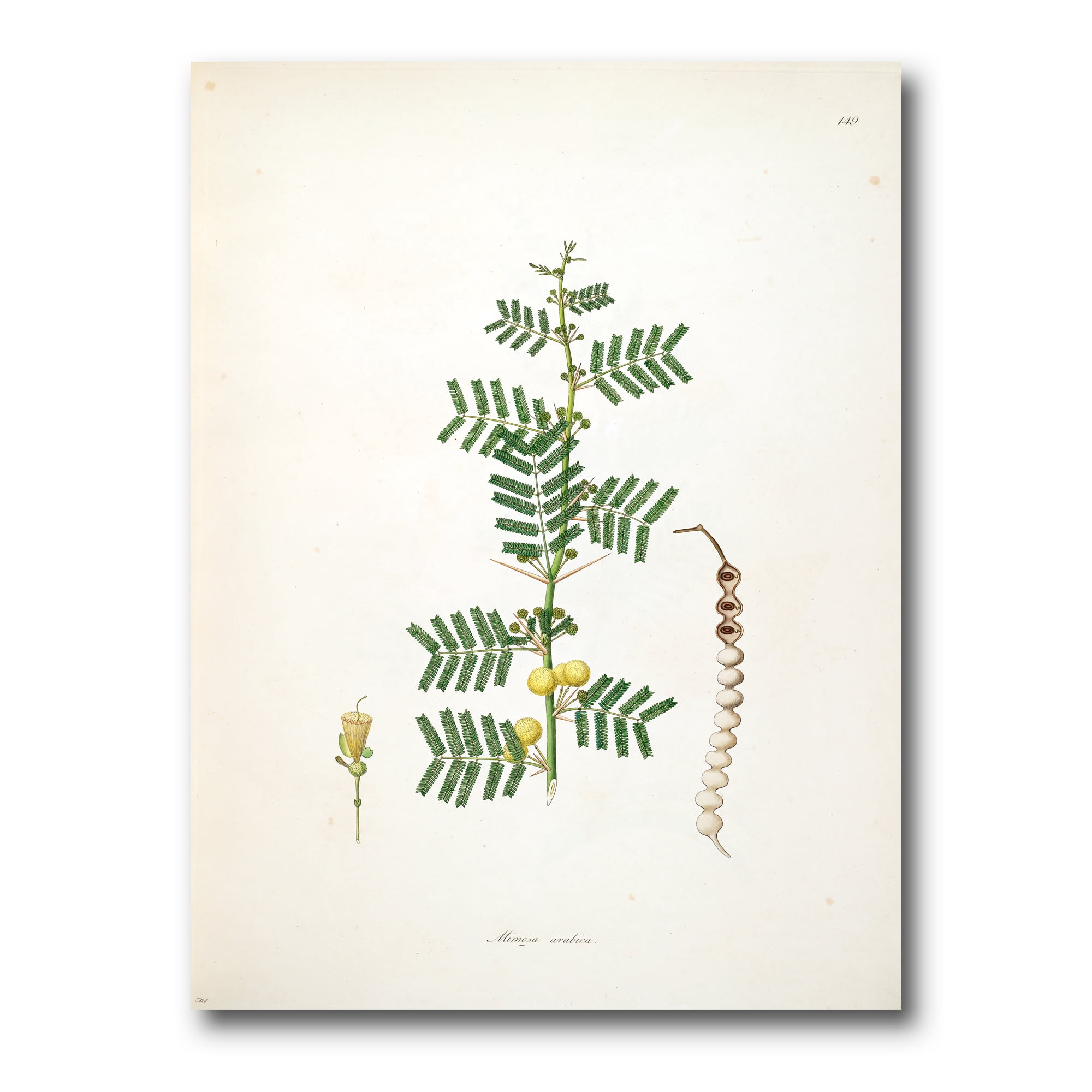 Designart ' Ancient Blossoming Flower III ' Farmhouse Canvas Wall Art Print