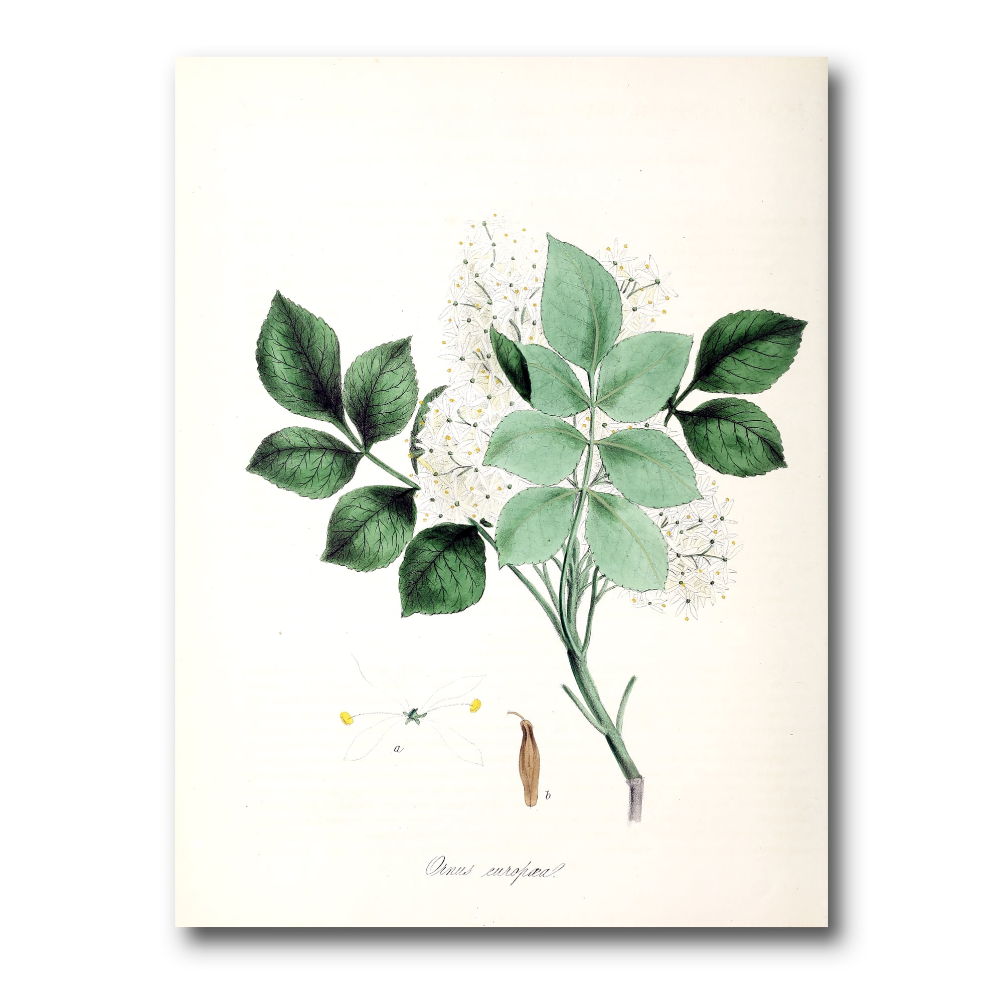 Designart ' Ancient Blossoming Flower IV ' Farmhouse Canvas Wall Art Print