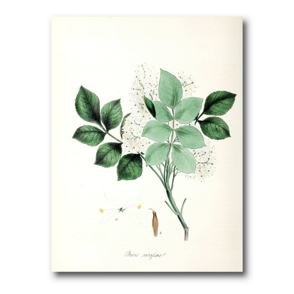 Designart ' Ancient Blossoming Flower IV ' Farmhouse Canvas Wall Art Print