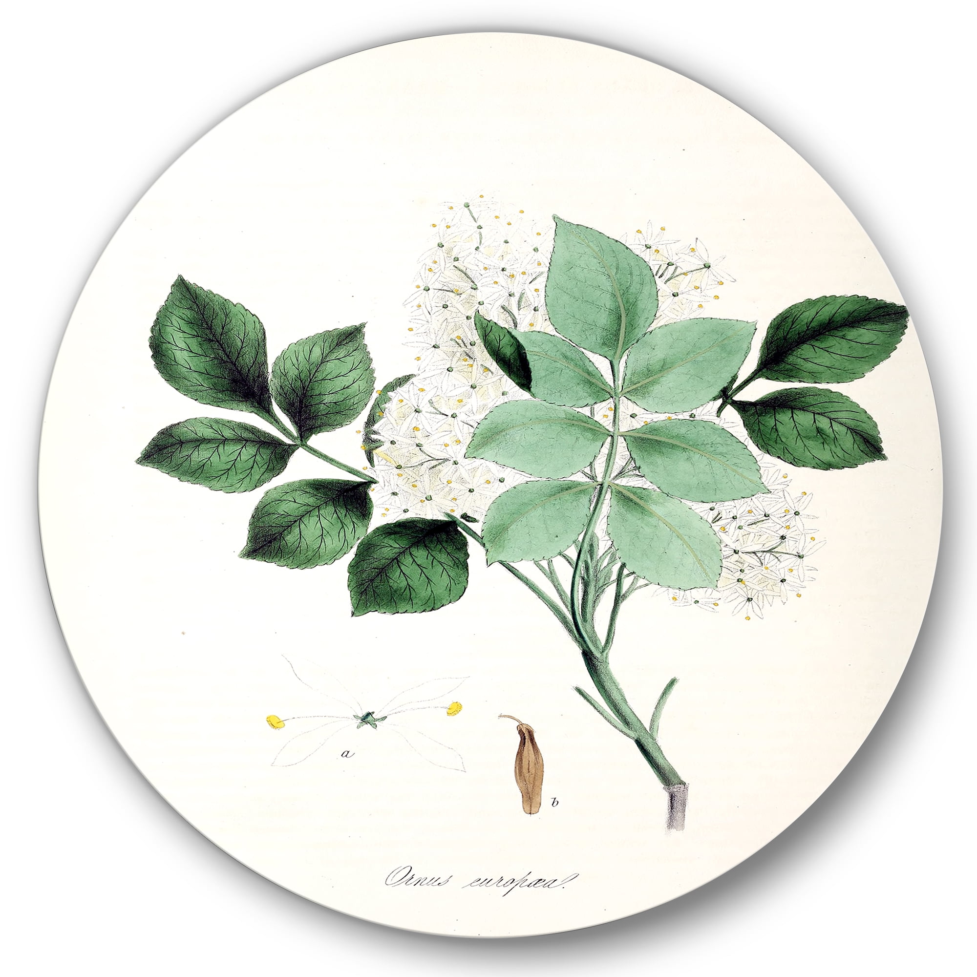 Designart 'Ancient Blossoming Flower IV' Farmhouse Circle Metal Wall Art 23x23 - Disc of 23