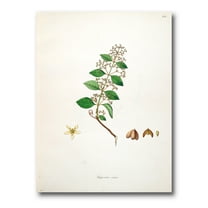 Designart ' Ancient Botanicals I ' Farmhouse Canvas Wall Art Print