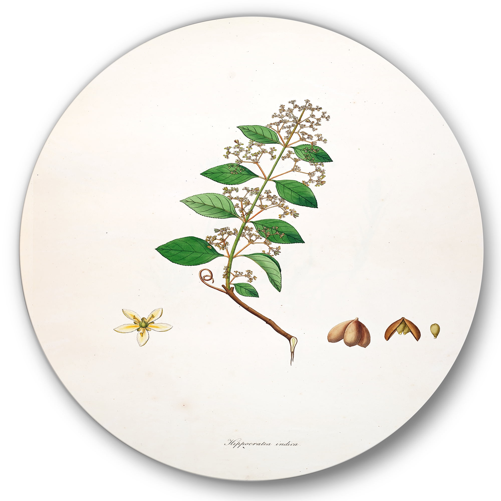 Designart 'Ancient Botanicals I' Farmhouse Circle Metal Wall Art 23x23 - Disc of 23