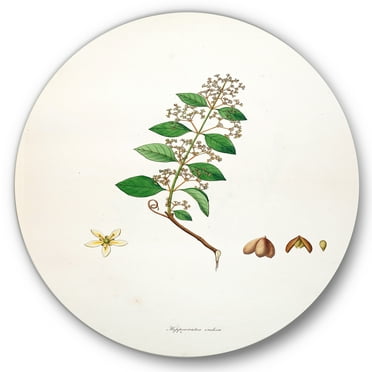 Designart 'Ancient Botanicals I' Farmhouse Circle Metal Wall Art 36x36 - Disc of 36
