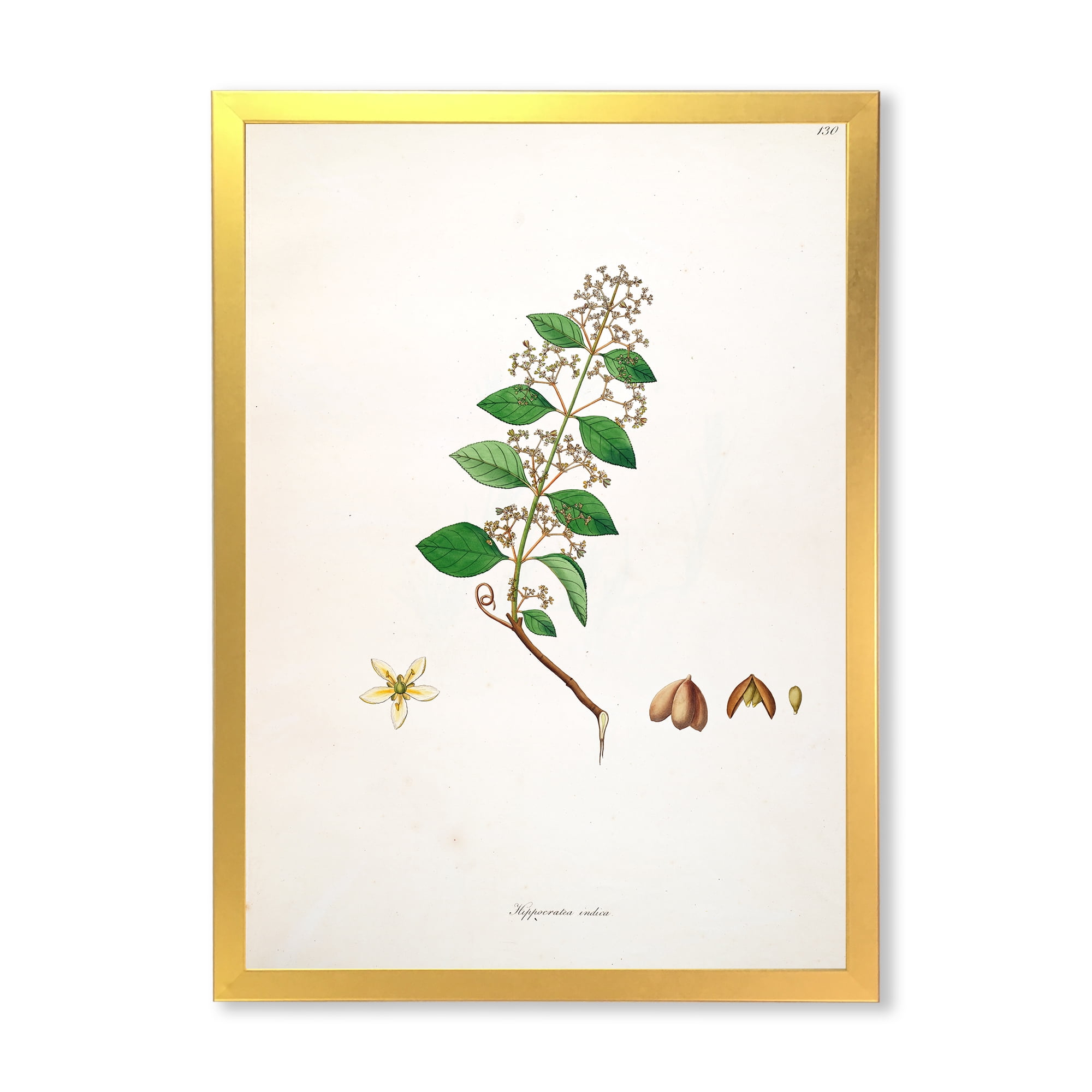 Designart 'Ancient Botanicals I' Farmhouse Framed Art Print