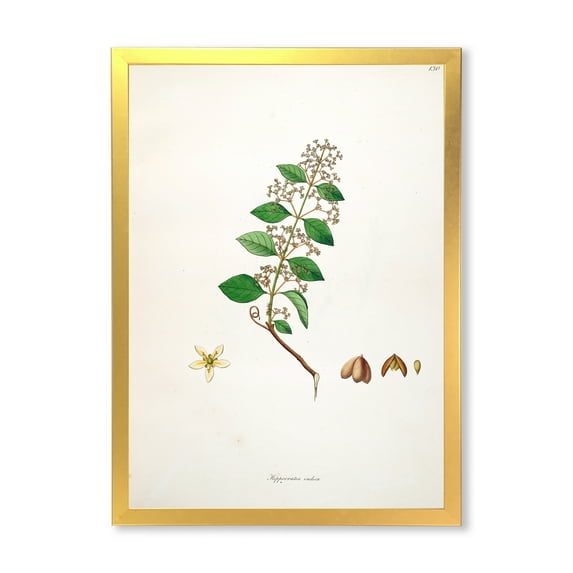 Designart 'Ancient Botanicals I' Farmhouse Framed Art Print