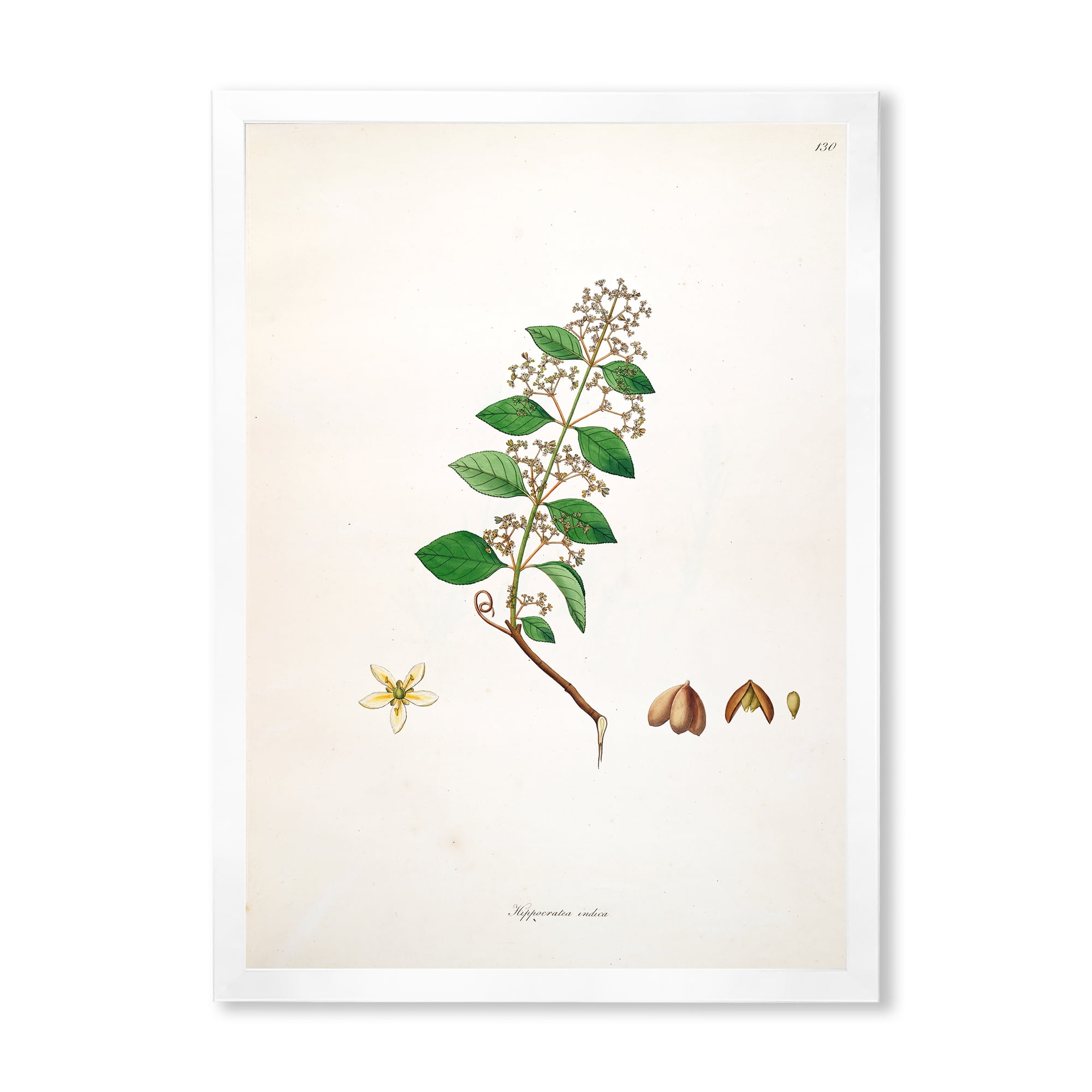 Designart 'Ancient Botanicals I' Farmhouse Framed Art Print