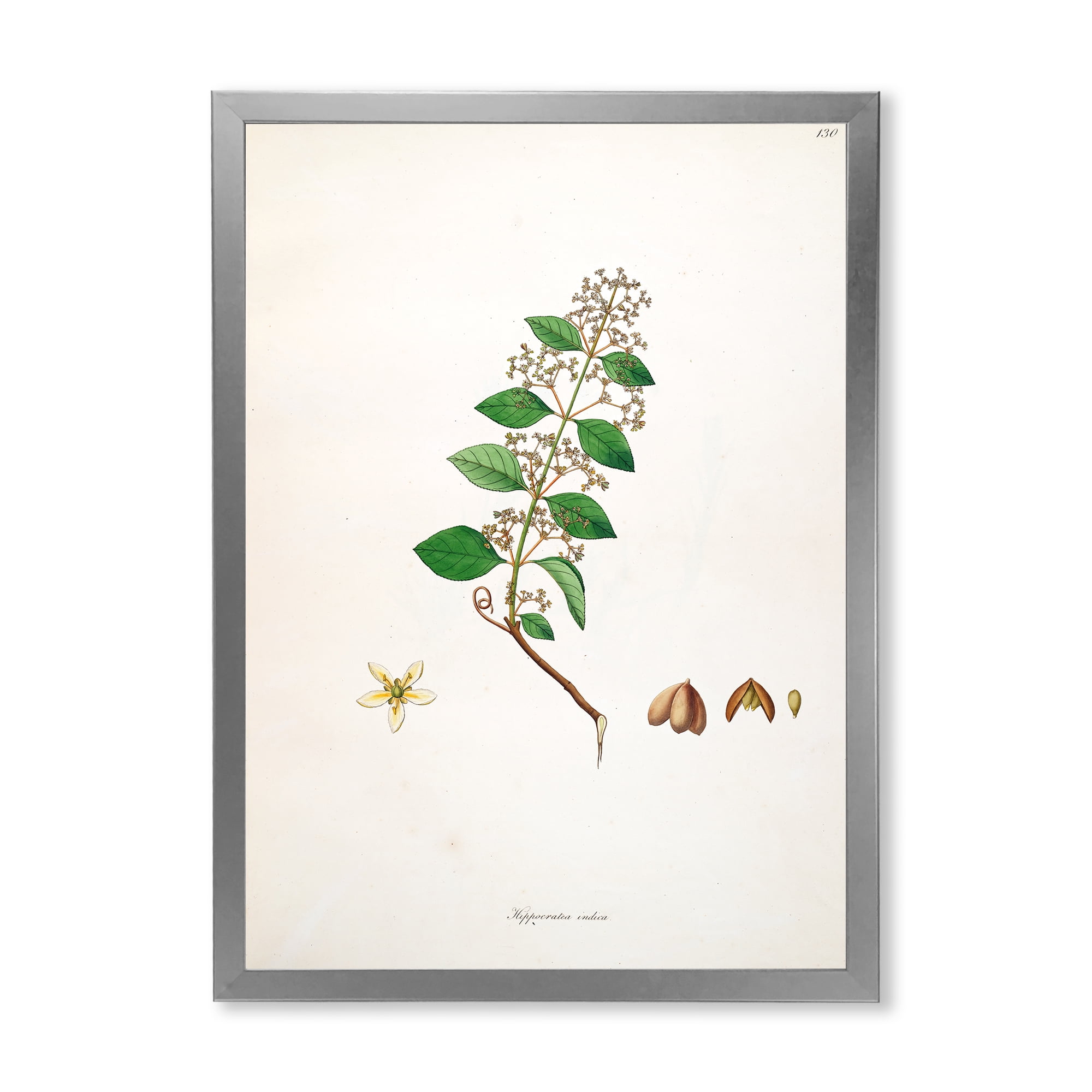 Designart 'Ancient Botanicals I' Farmhouse Framed Art Print