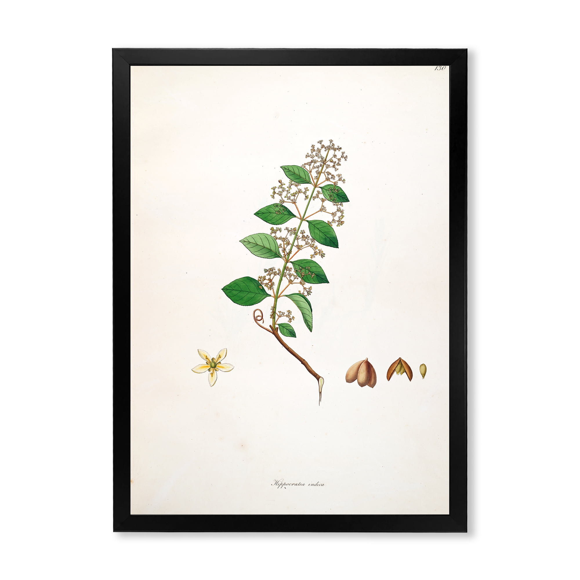 Designart 'Ancient Botanicals I' Farmhouse Framed Art Print