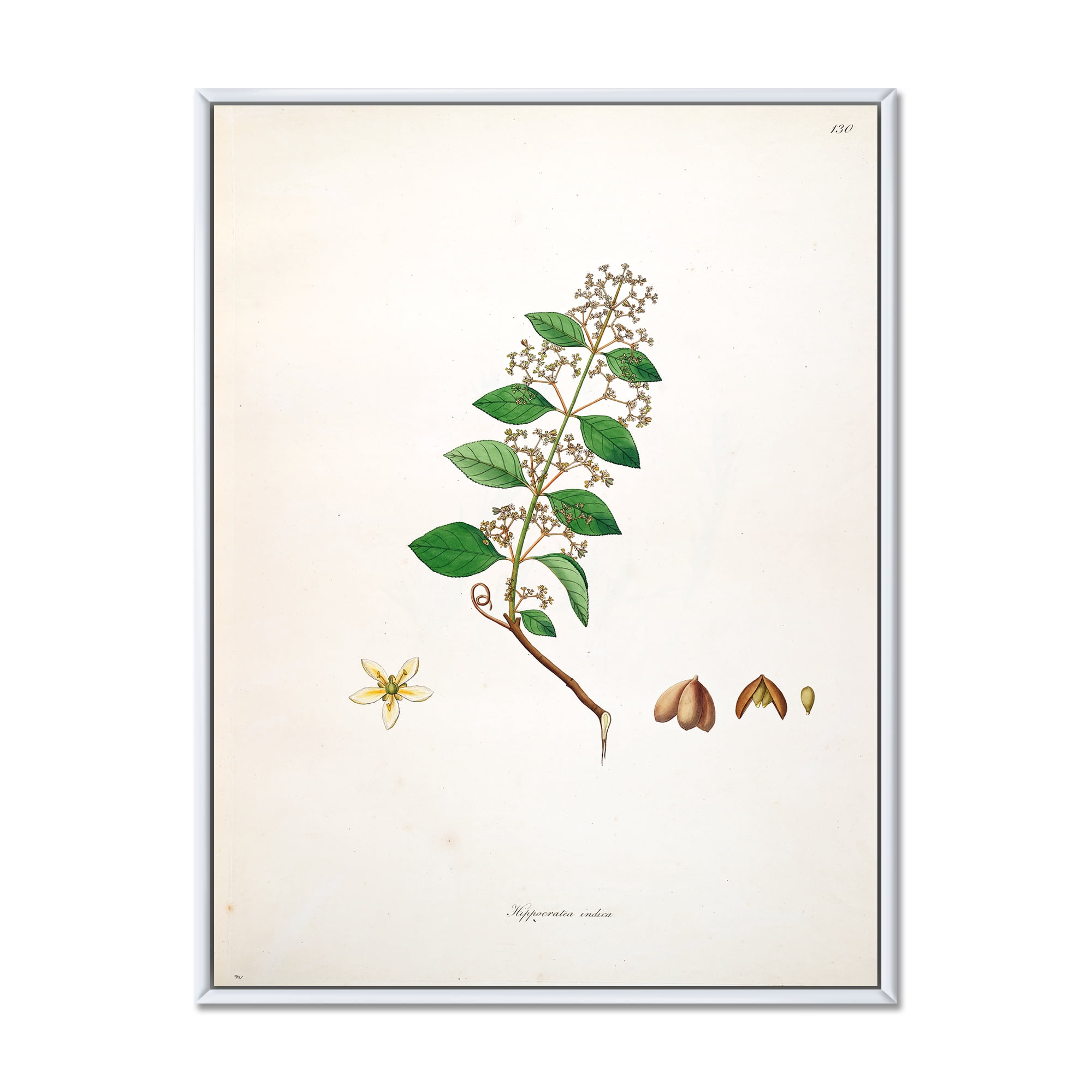 Designart 'Ancient Botanicals I' Farmhouse Framed Canvas Wall Art Print