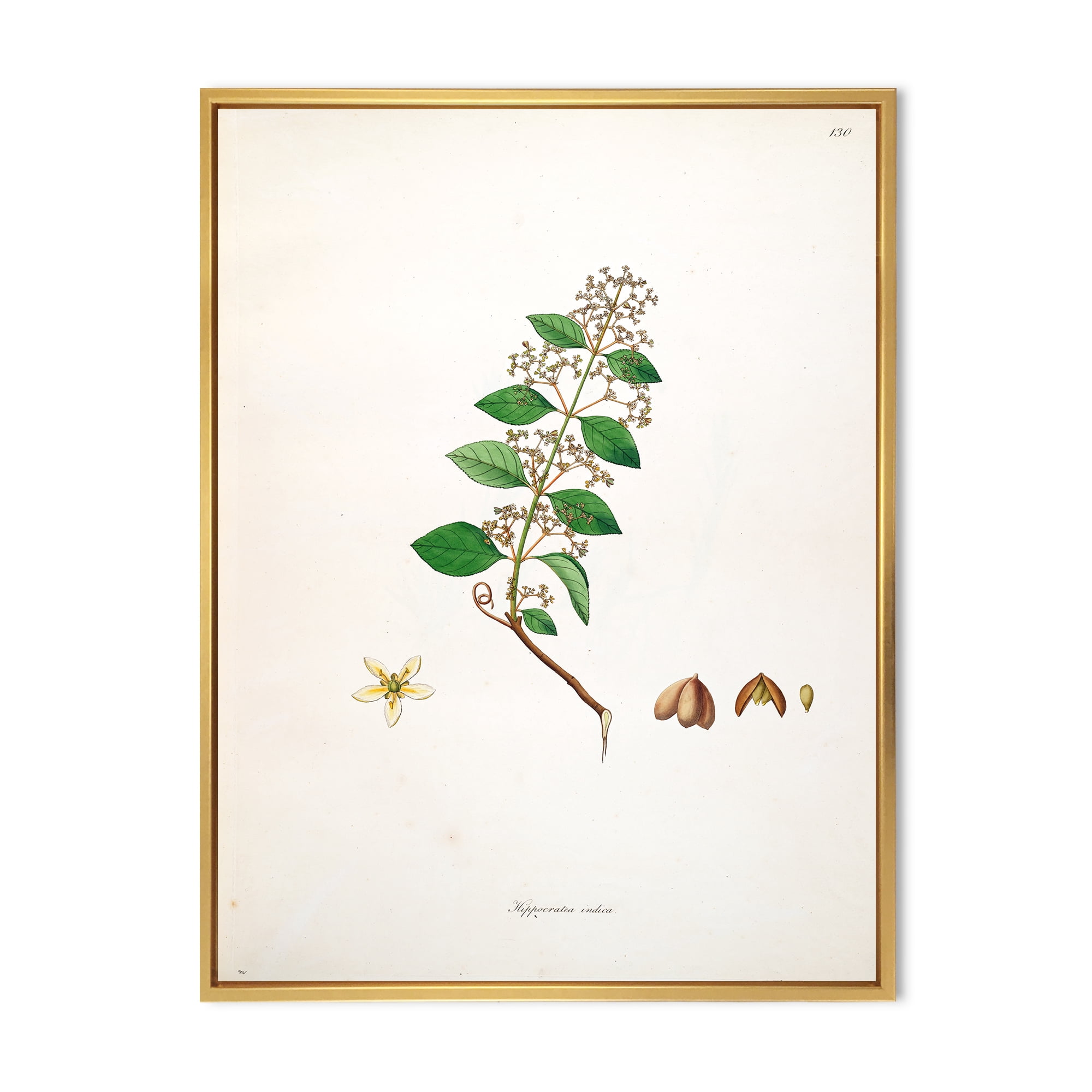 Designart 'Ancient Botanicals I' Farmhouse Framed Canvas Wall Art Print