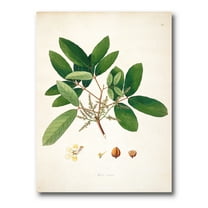 Designart ' Ancient Botanicals II ' Farmhouse Canvas Wall Art Print