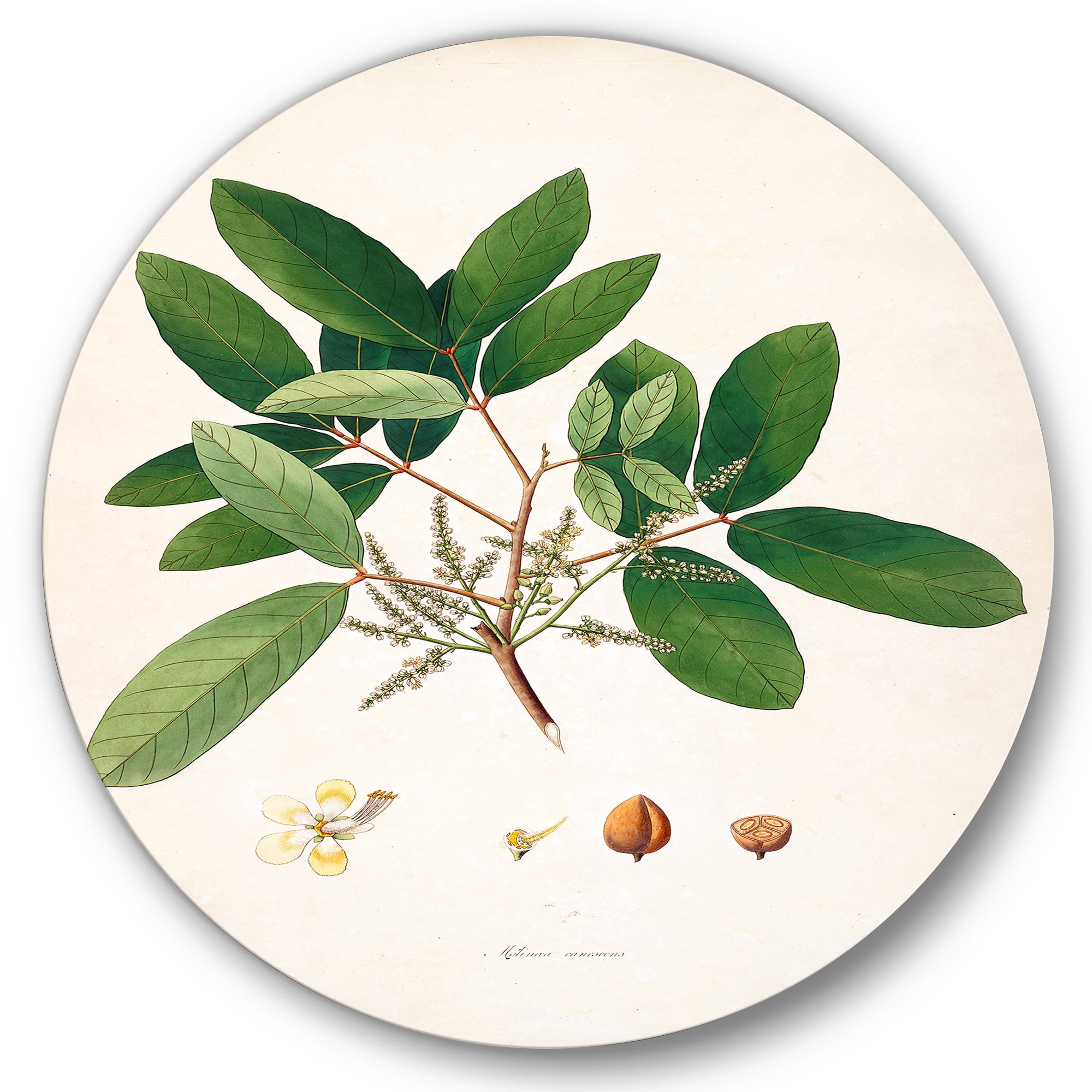 Designart 'Ancient Botanicals II' Farmhouse Circle Metal Wall Art 11x11 - Disc of 11