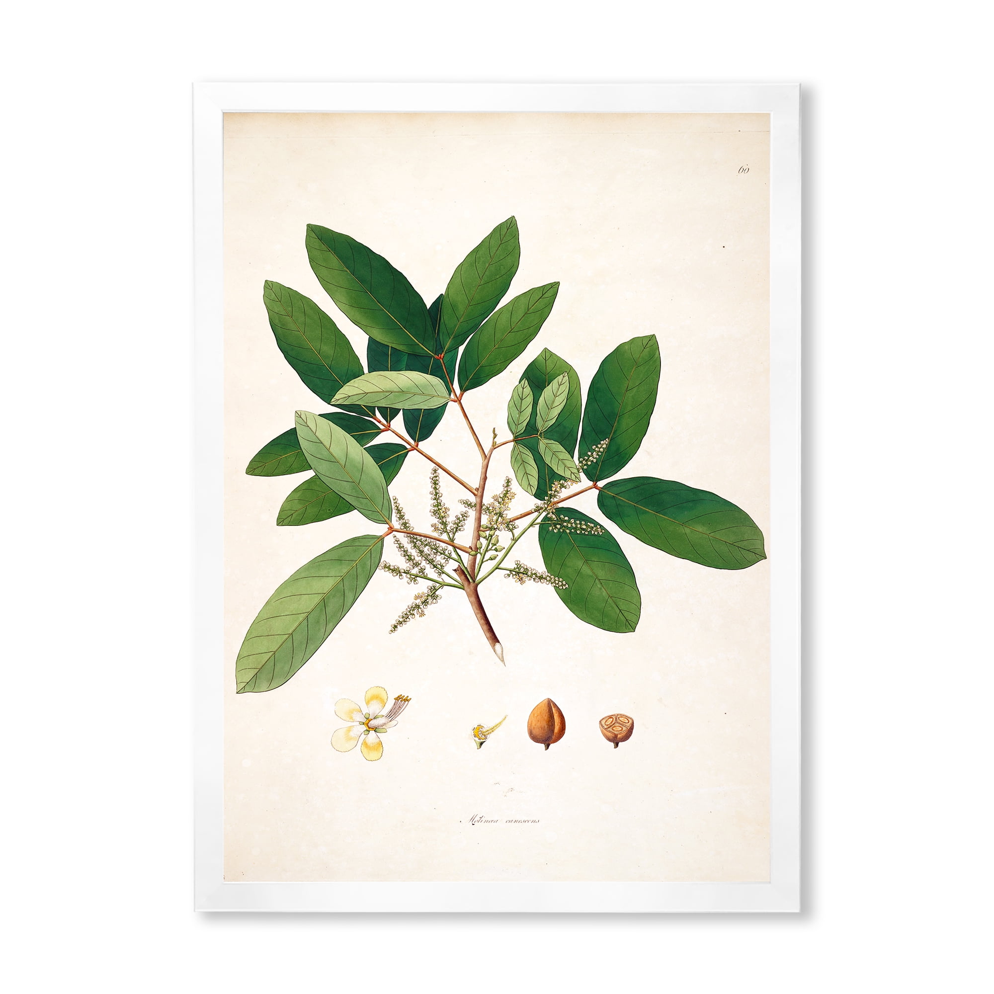 Designart 'Ancient Botanicals II' Farmhouse Framed Art Print