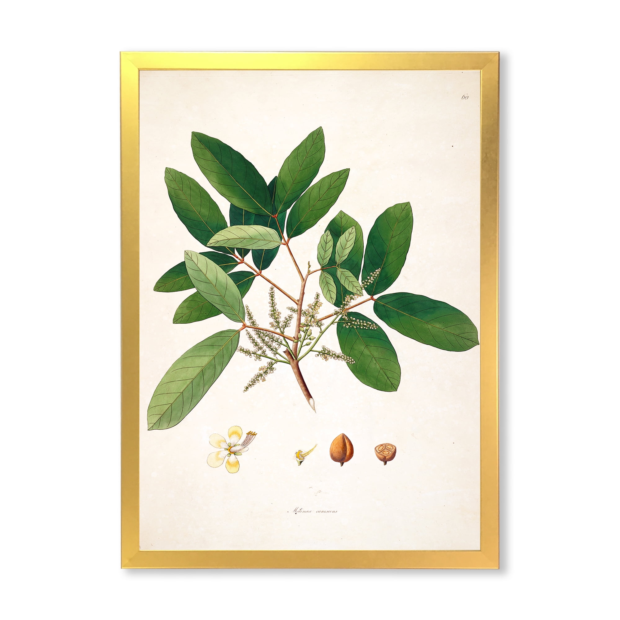Designart 'Ancient Botanicals II' Farmhouse Framed Art Print