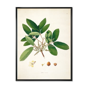Designart 'Ancient Botanicals II' Farmhouse Framed Canvas Wall Art Print