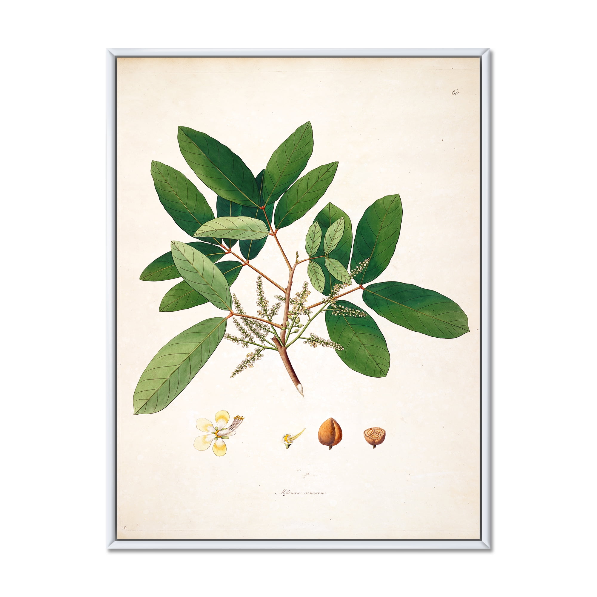 Designart 'Ancient Botanicals II' Farmhouse Framed Canvas Wall Art Print